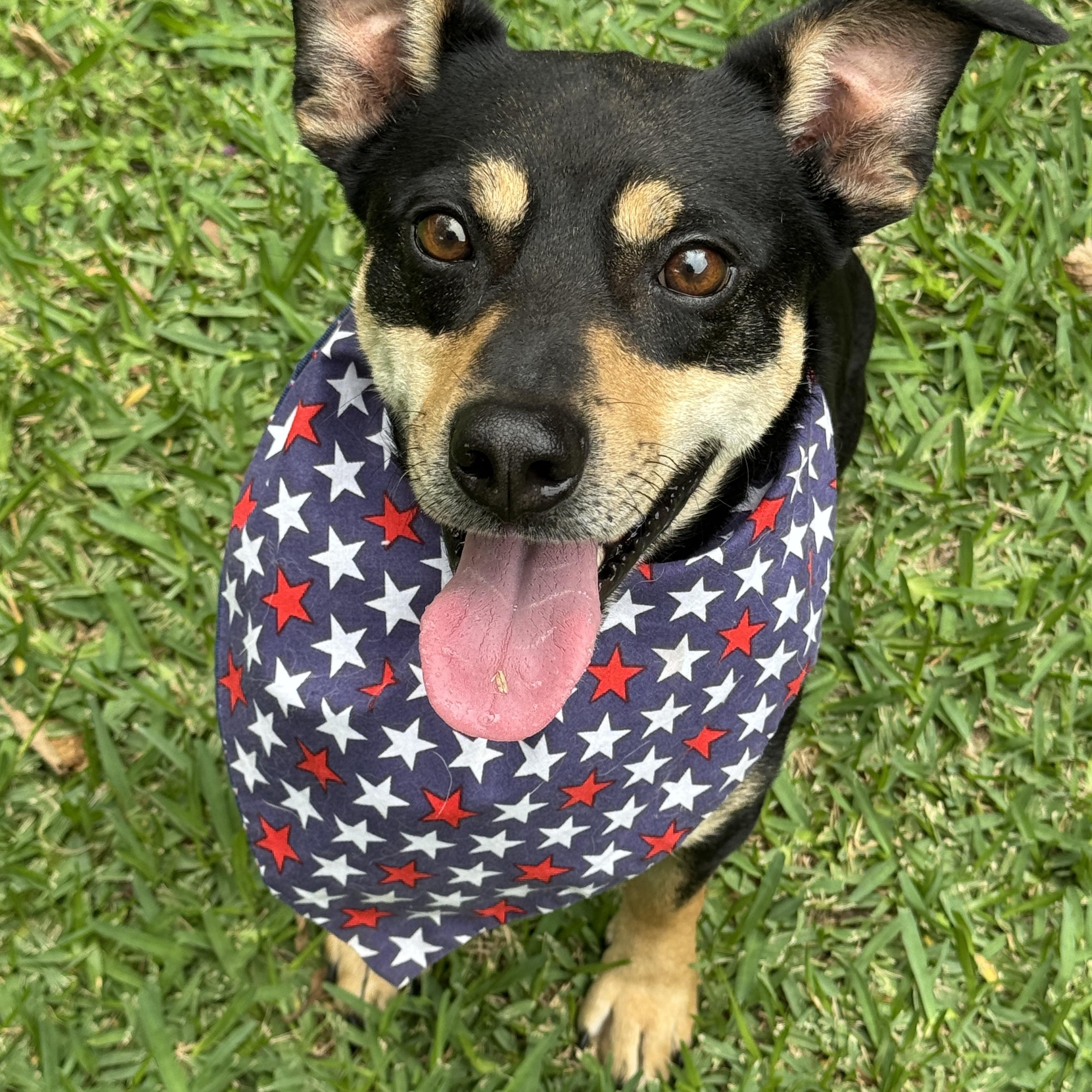 Enlarge Mookie, a ADOPTABLE mixed breed in Houston, TX image 6/6