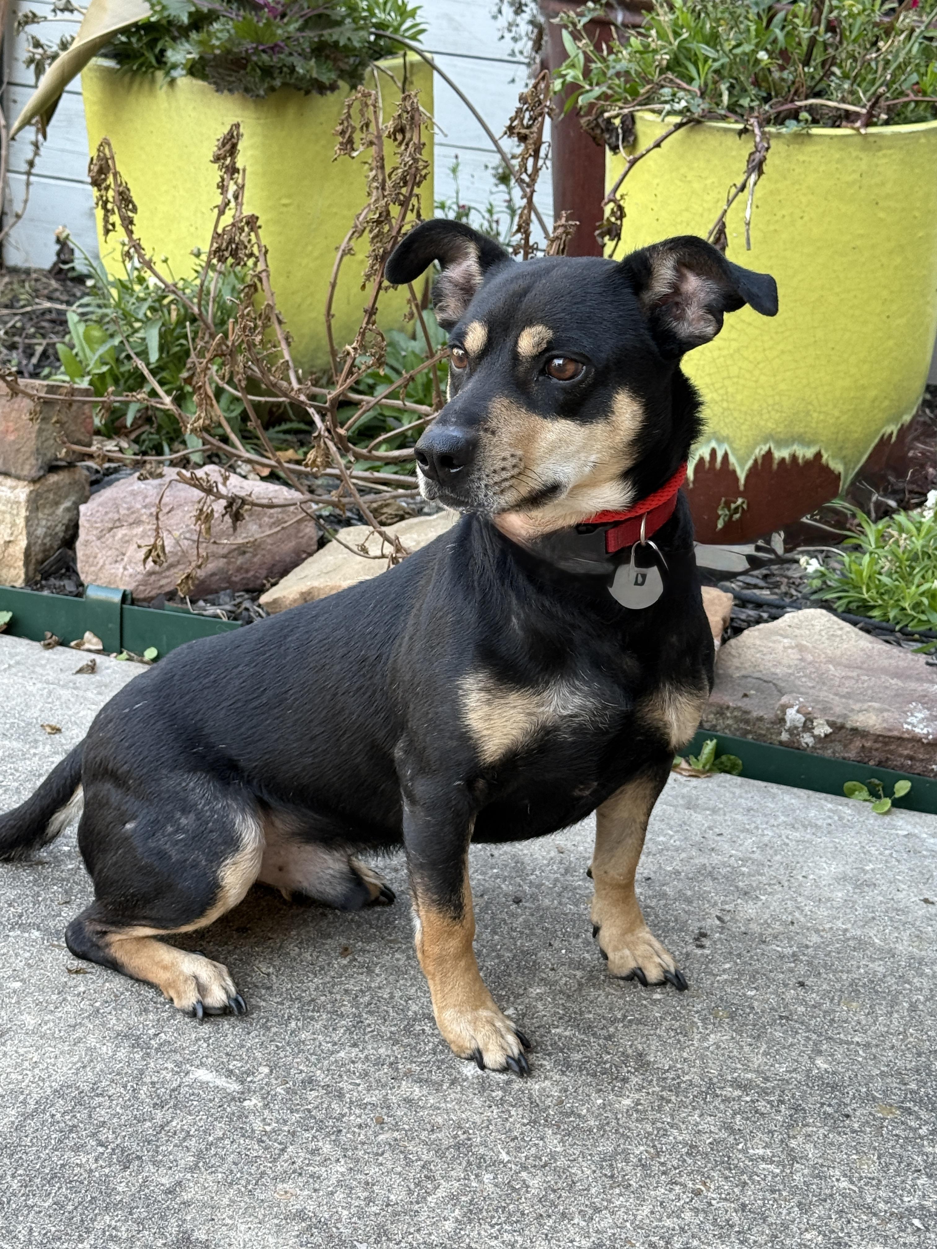 Enlarge Mookie, a ADOPTABLE mixed breed in Houston, TX image 1/5