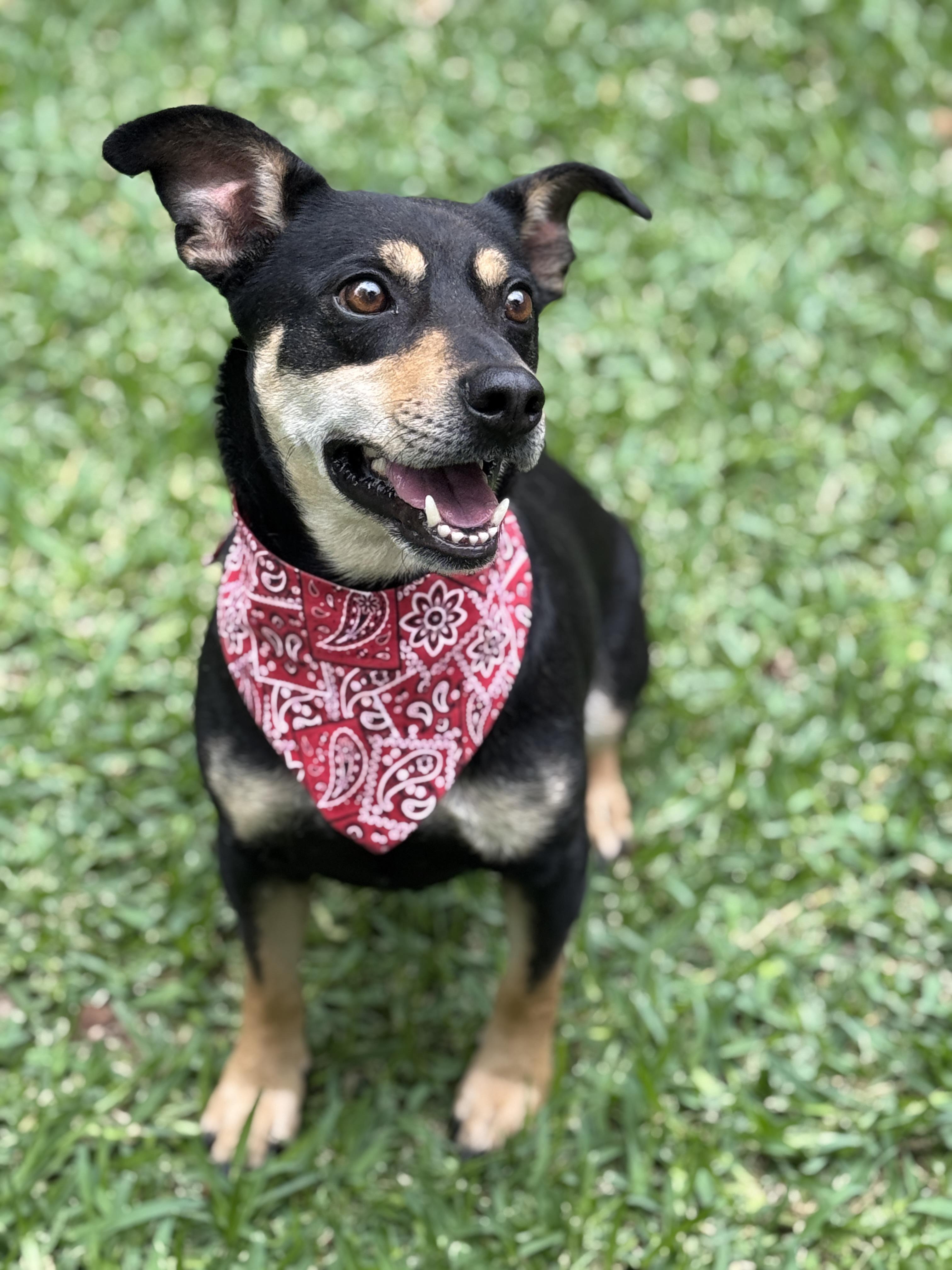 Enlarge Mookie, a ADOPTABLE mixed breed in Houston, TX image 2/6
