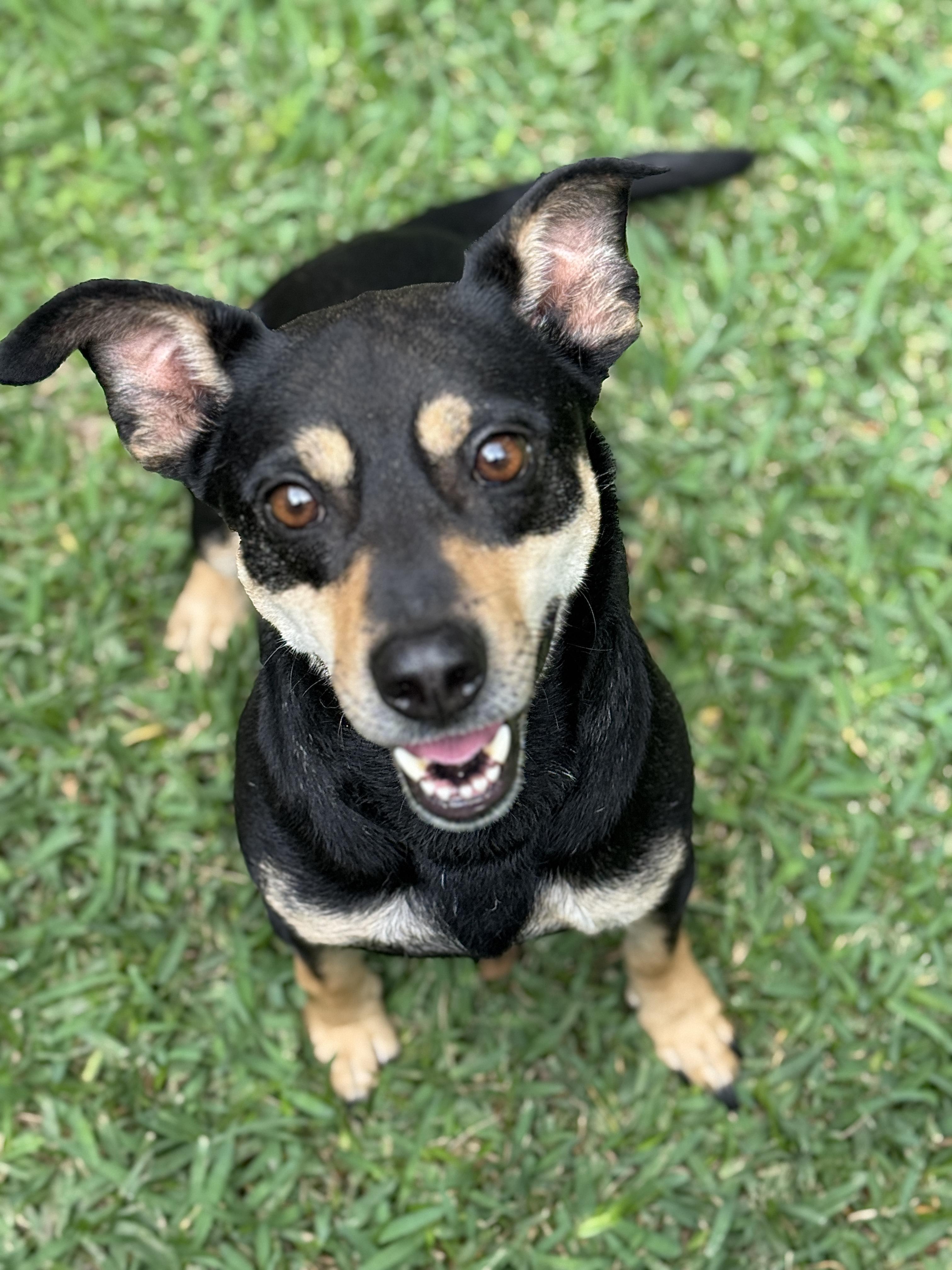 Enlarge Mookie, a ADOPTABLE mixed breed in Houston, TX image 1/6