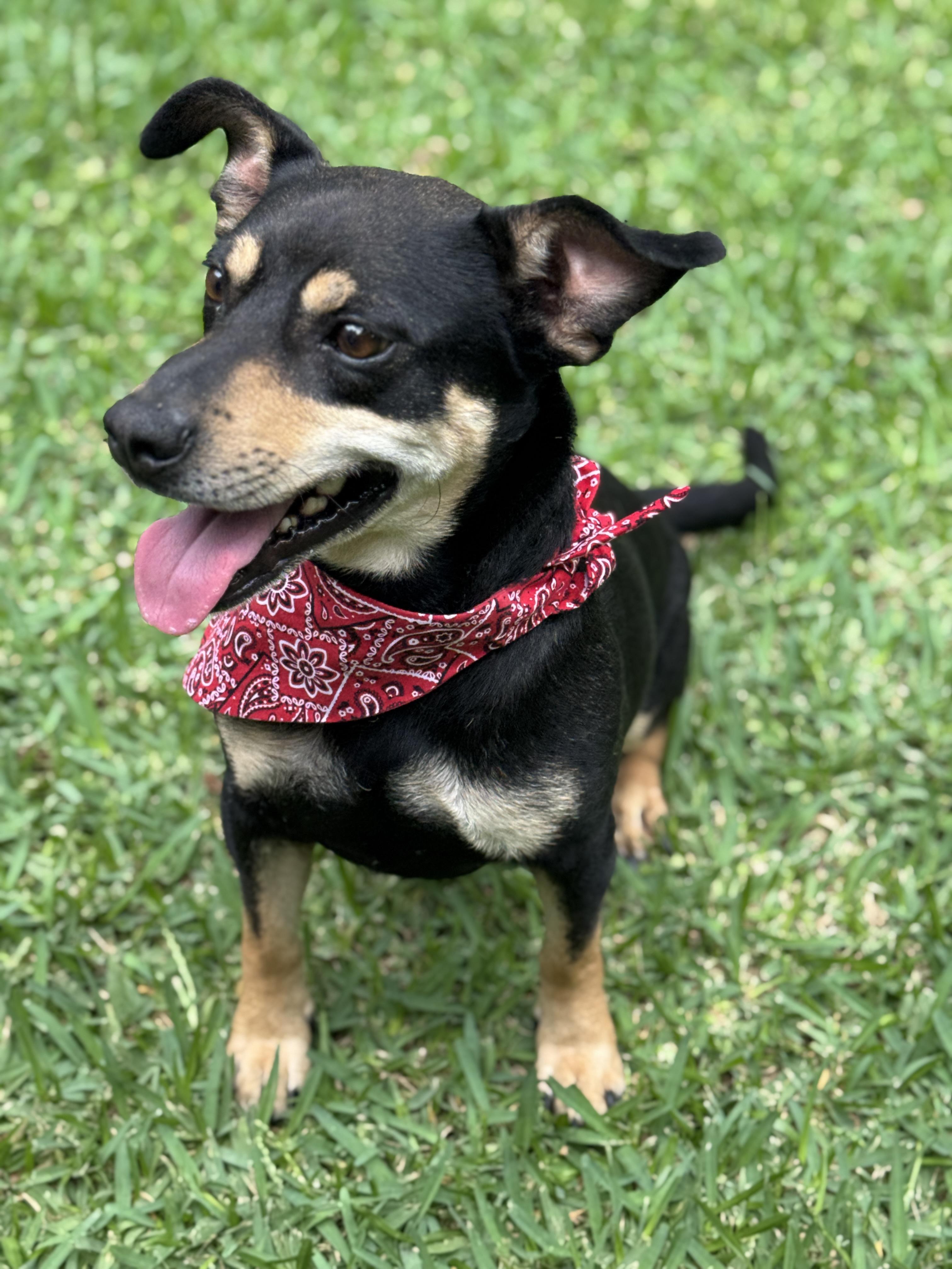 Enlarge Mookie, a ADOPTABLE mixed breed in Houston, TX image 5/6