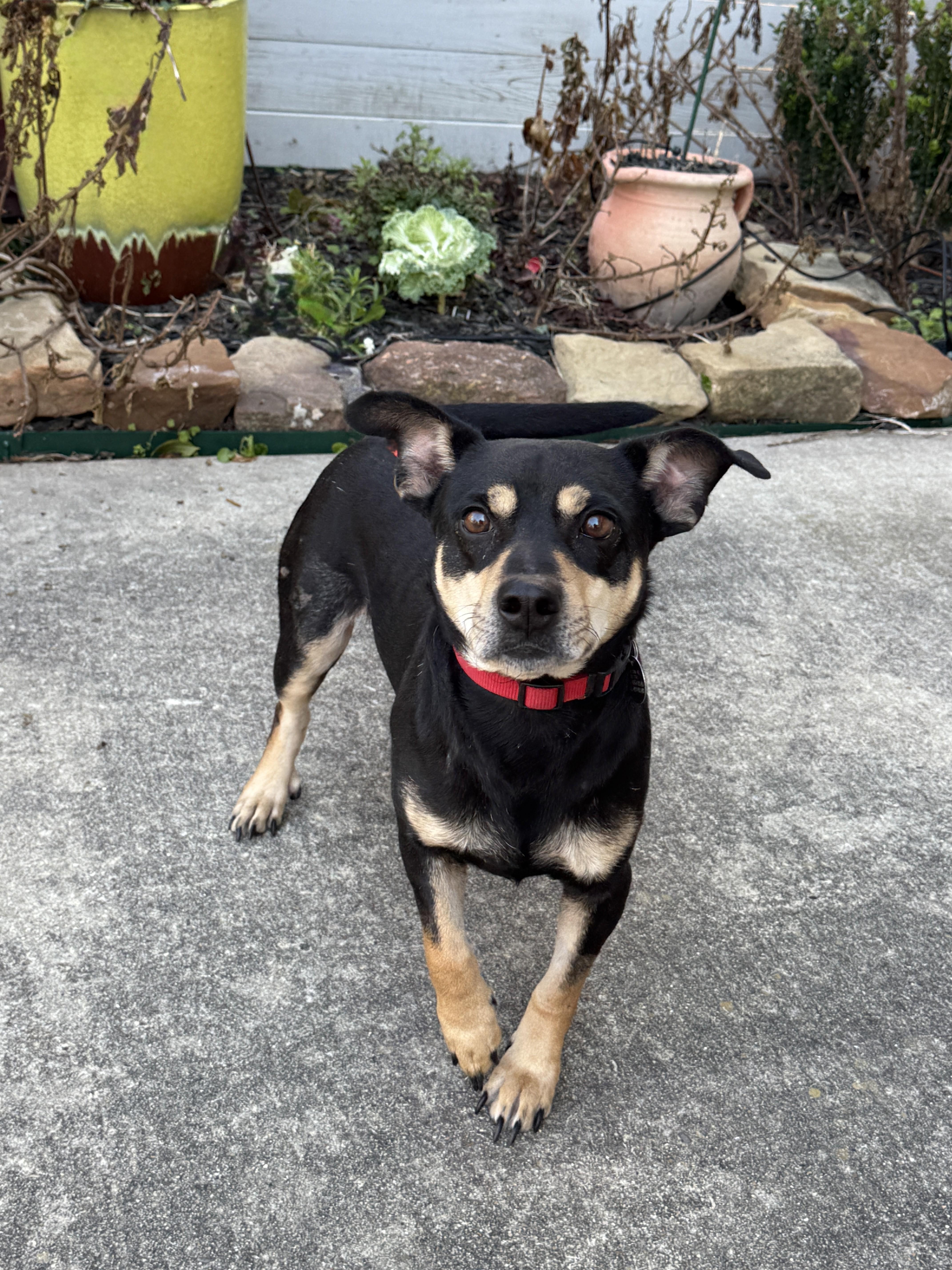 Enlarge Mookie, a ADOPTABLE mixed breed in Houston, TX image 3/5