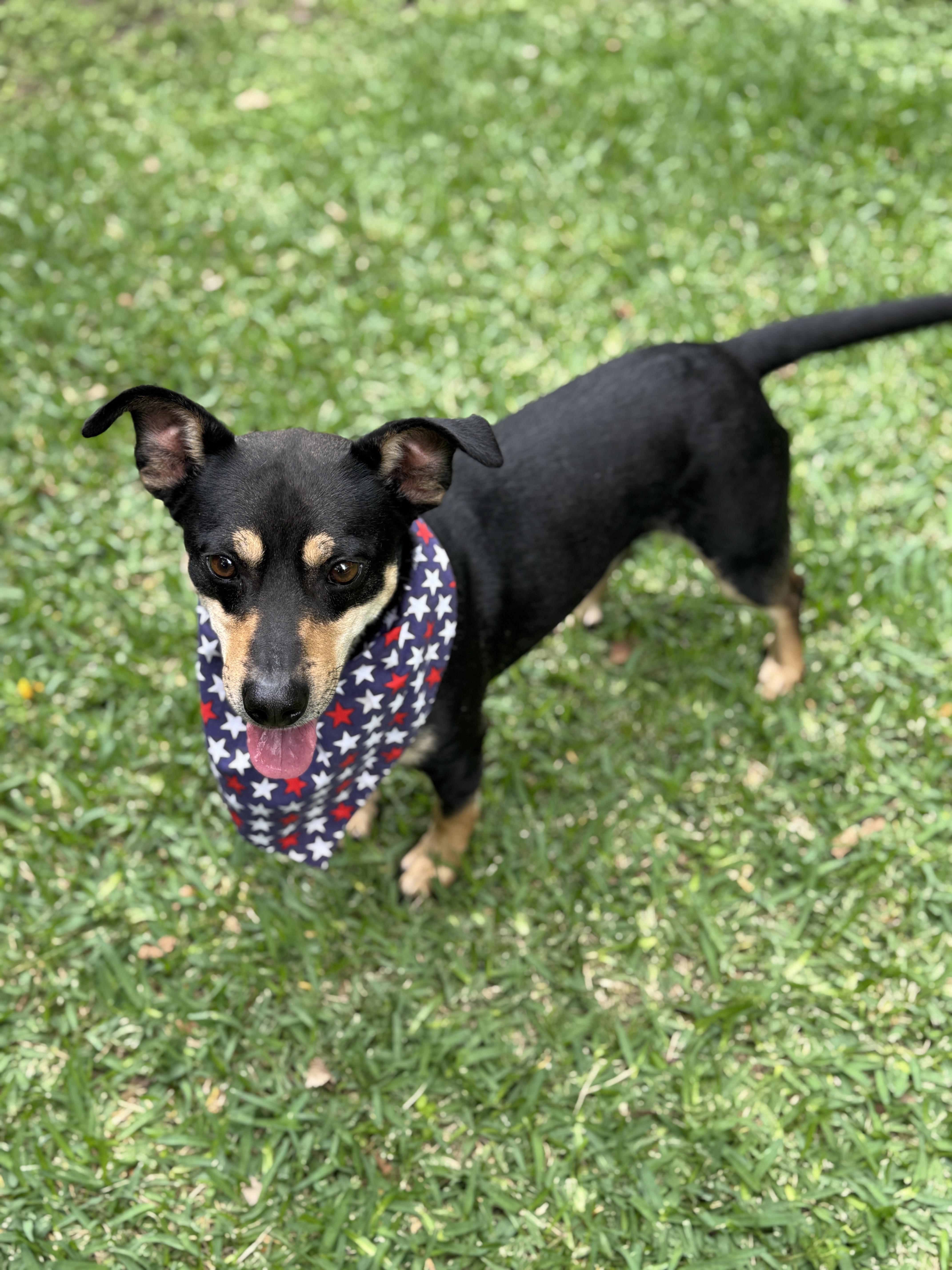 Enlarge Mookie, a ADOPTABLE mixed breed in Houston, TX image 3/6