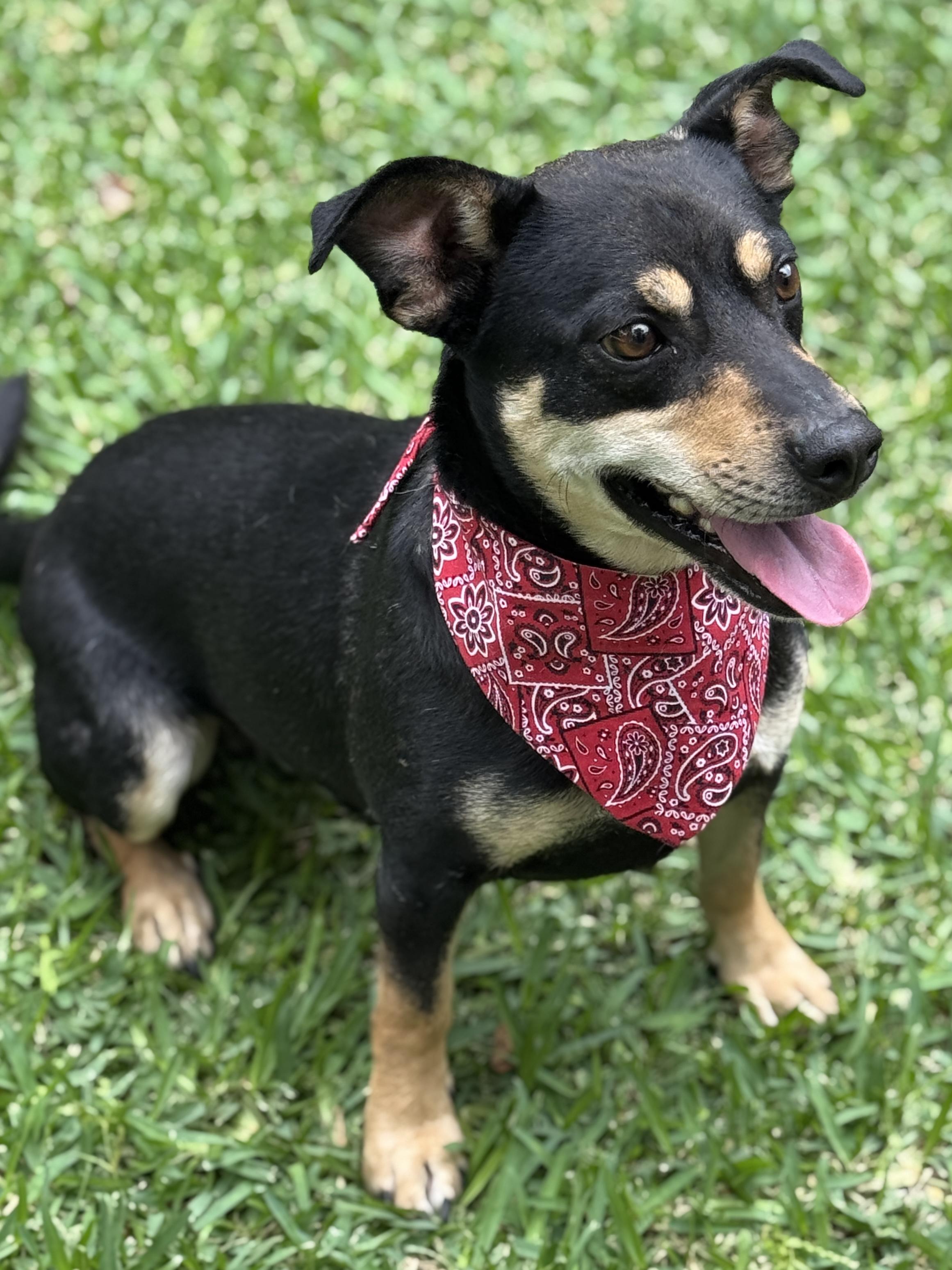 Enlarge Mookie, a ADOPTABLE mixed breed in Houston, TX image 4/6