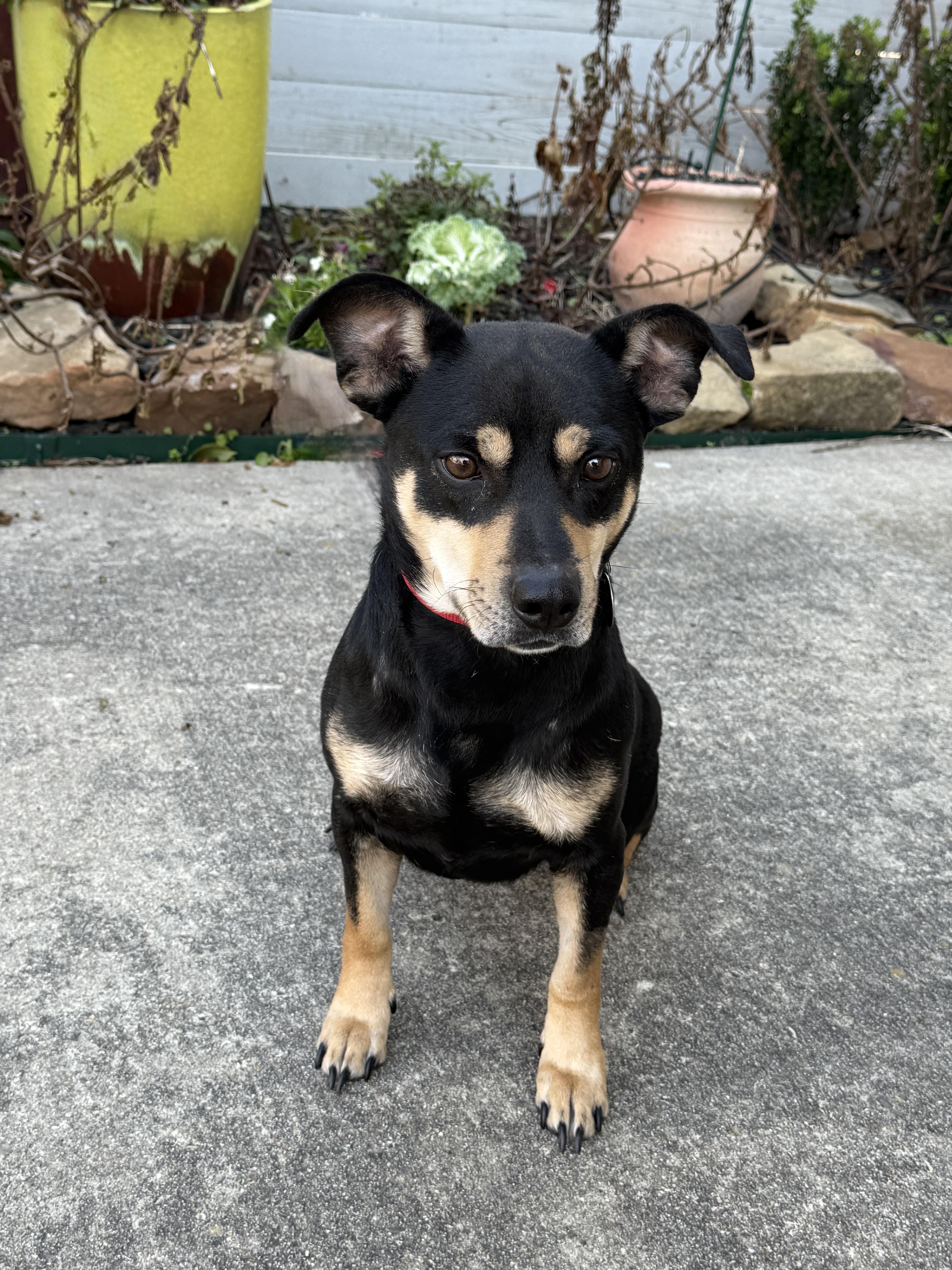 Enlarge Mookie, a ADOPTABLE mixed breed in Houston, TX image 5/5