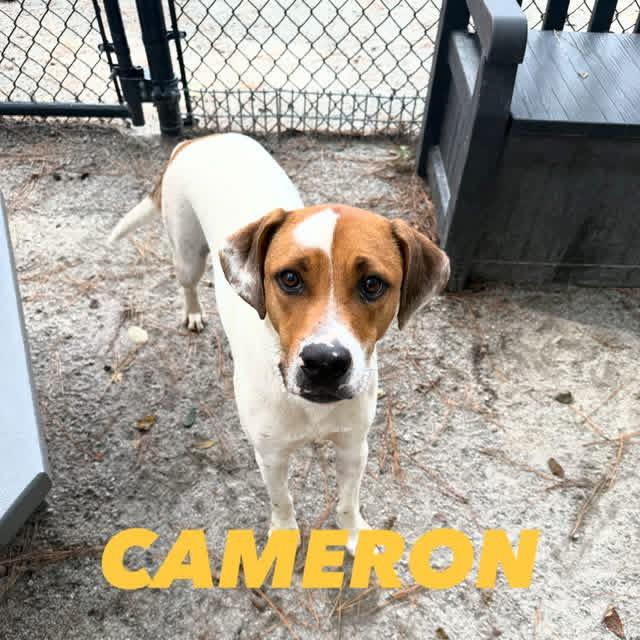Cameron