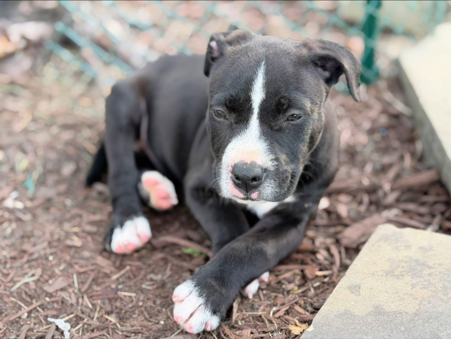 Chomper, an adopted mixed breed in Seville, OH image 6/6