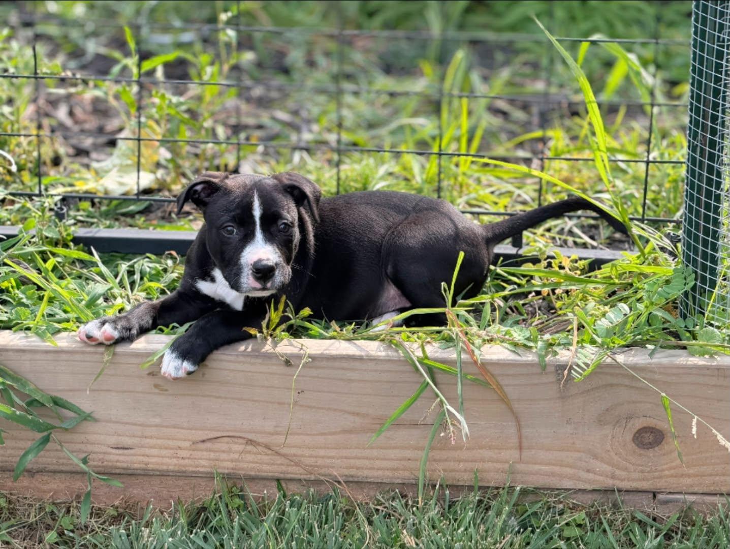 Chomper, an adopted mixed breed in Seville, OH image 5/6