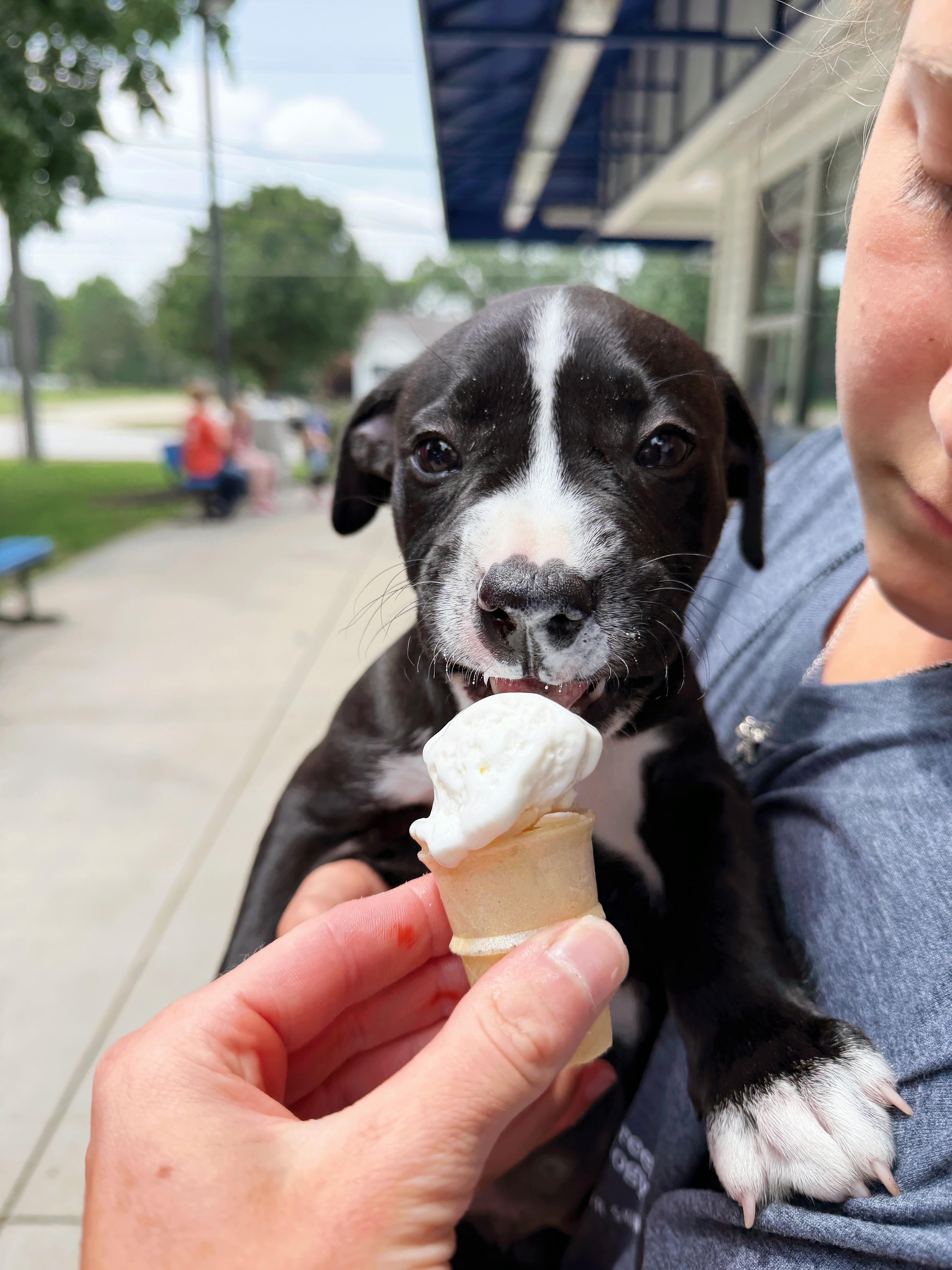 Chomper, an adopted mixed breed in Seville, OH image 3/6