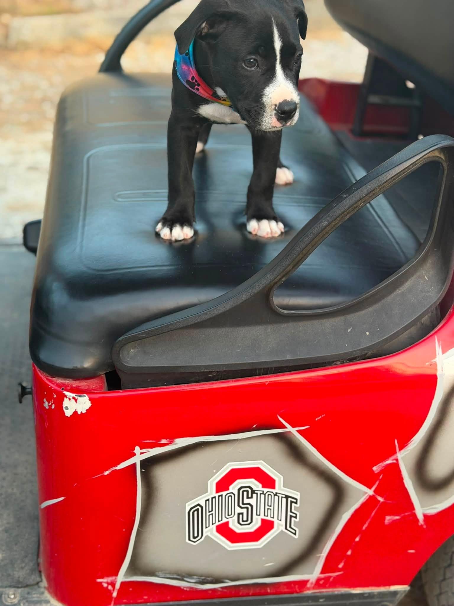 Chomper, an adopted mixed breed in Seville, OH image 4/6