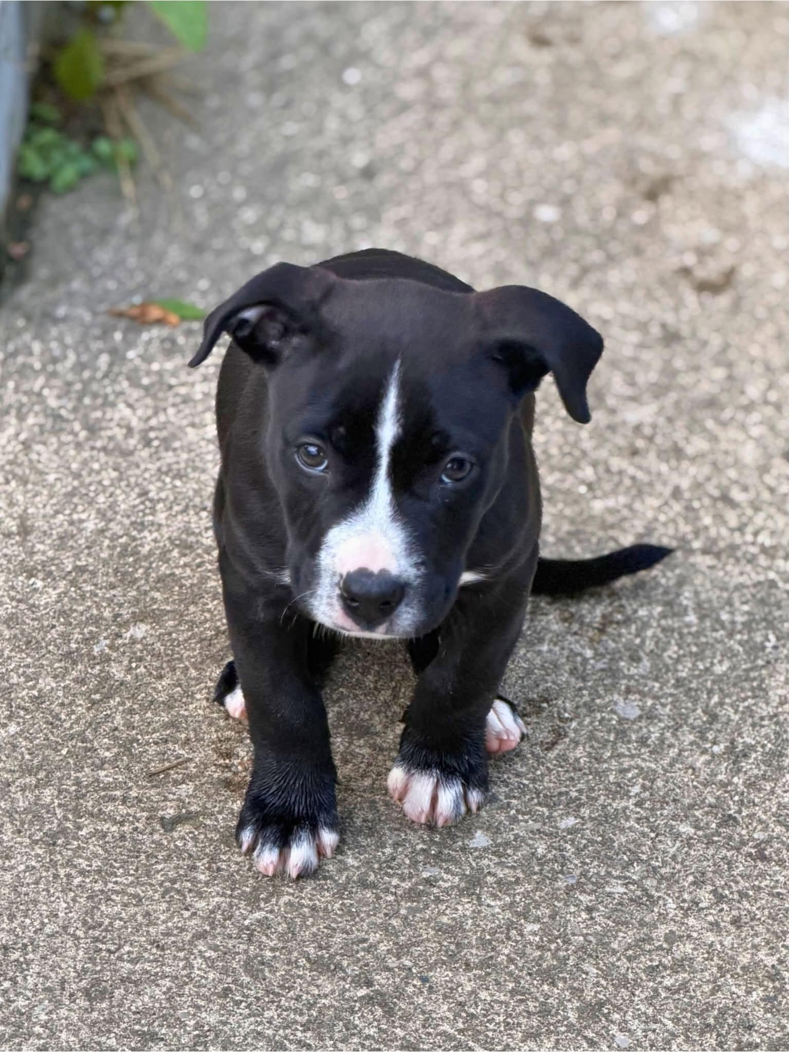 Chomper, an adopted mixed breed in Seville, OH image 1/6