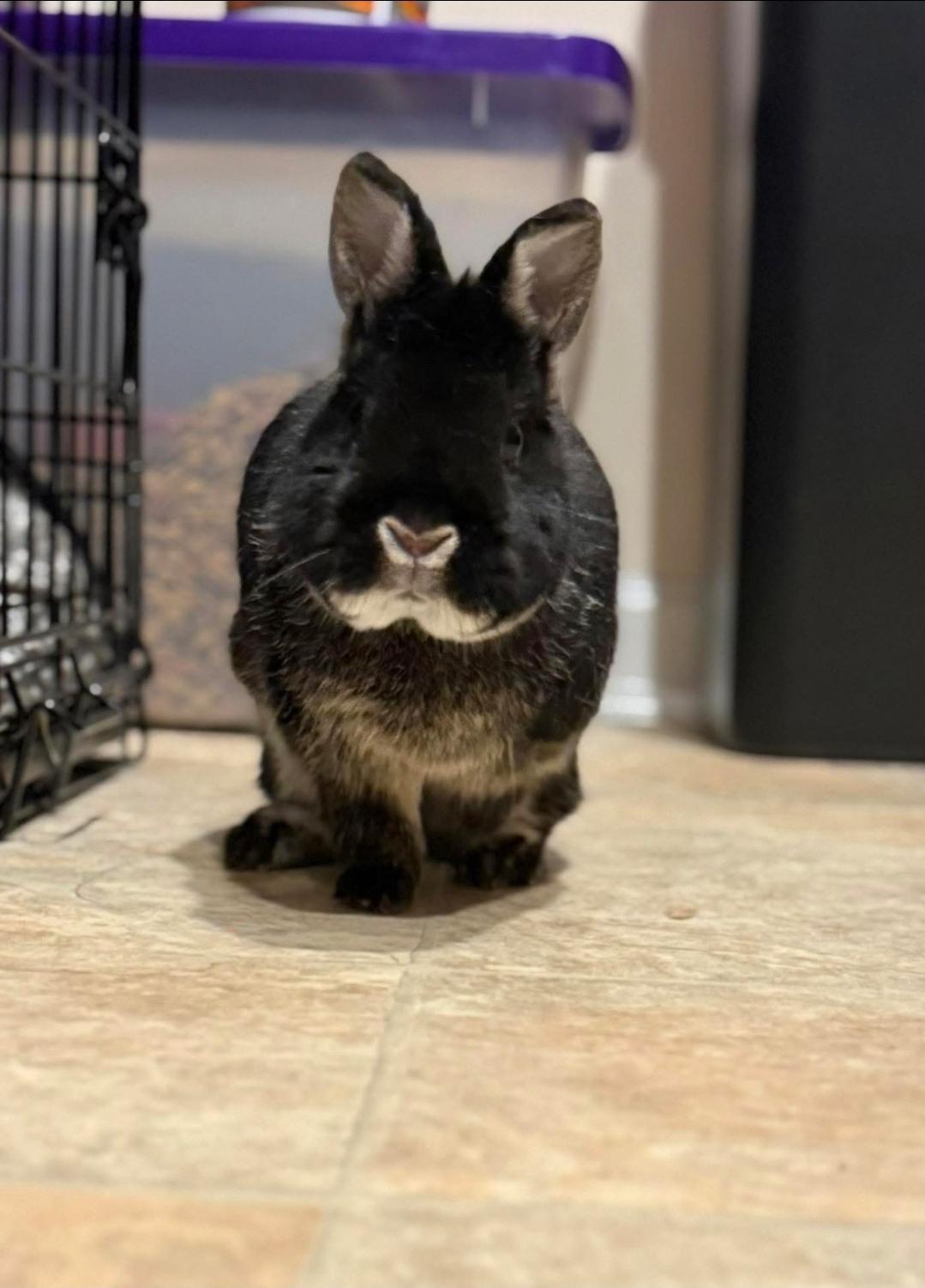 Enlarge Cosmo, a ADOPTABLE Netherland Dwarf in West Chester, OH image 3/3