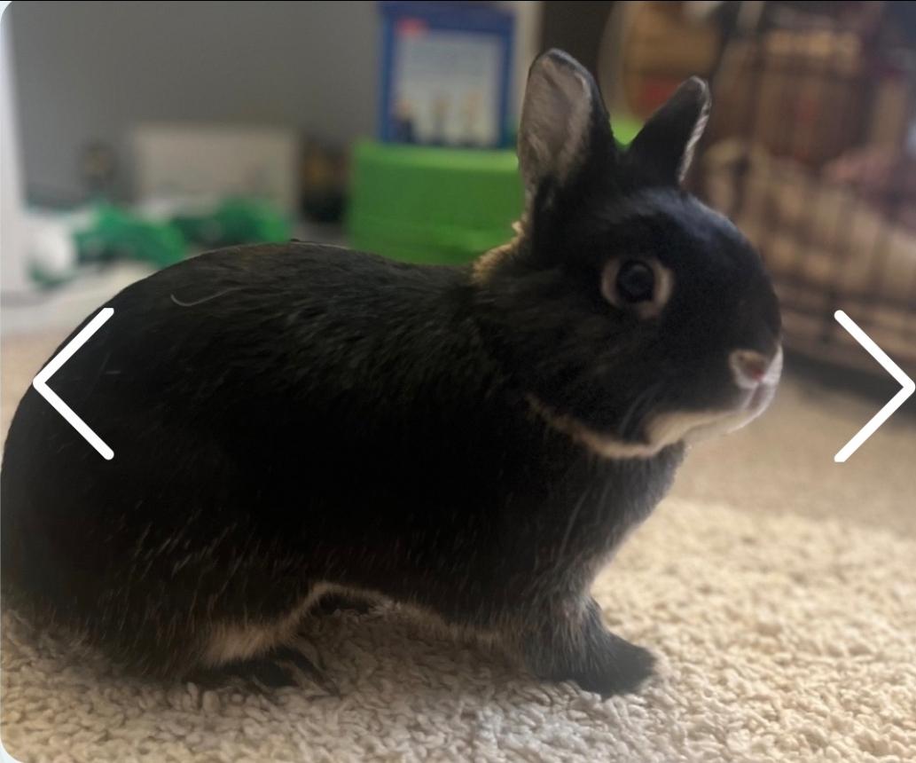 Enlarge Cosmo, a ADOPTABLE Netherland Dwarf in West Chester, OH image 2/3