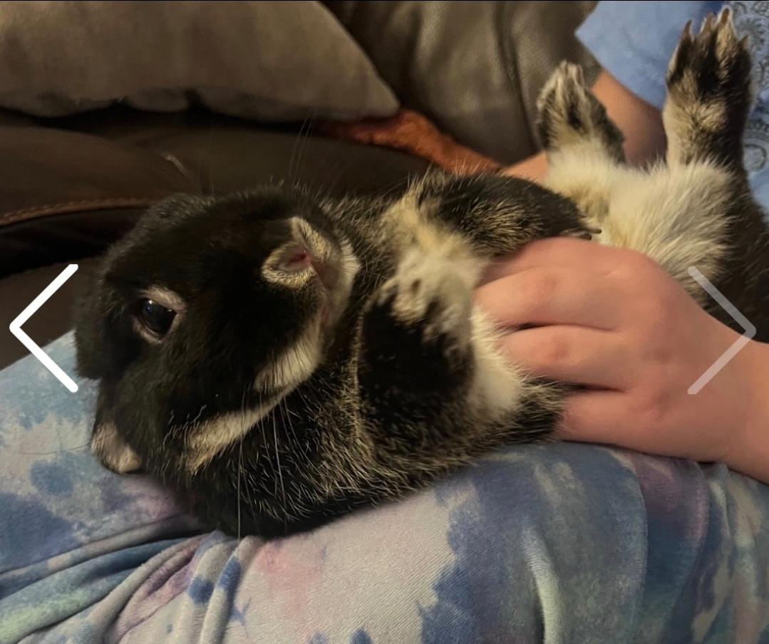 Enlarge Cosmo, a ADOPTABLE Netherland Dwarf in West Chester, OH image 1/3