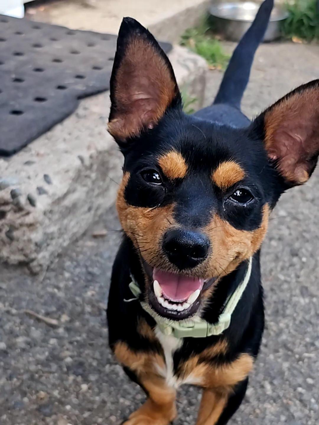 Luis, Adoptable, Young Male Chihuahua & Dachshund.