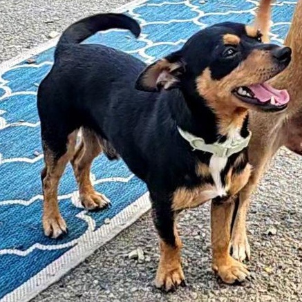 Enlarge Luis, a Adoptable mixed breed in Ringwood, NJ image 2/6