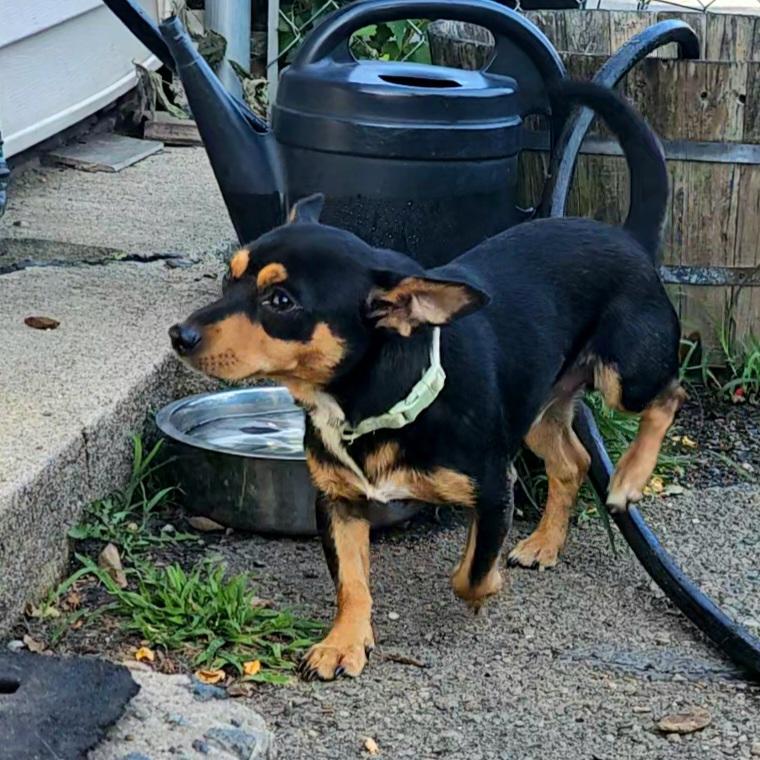 Enlarge Luis, a Adoptable mixed breed in Ringwood, NJ image 5/6