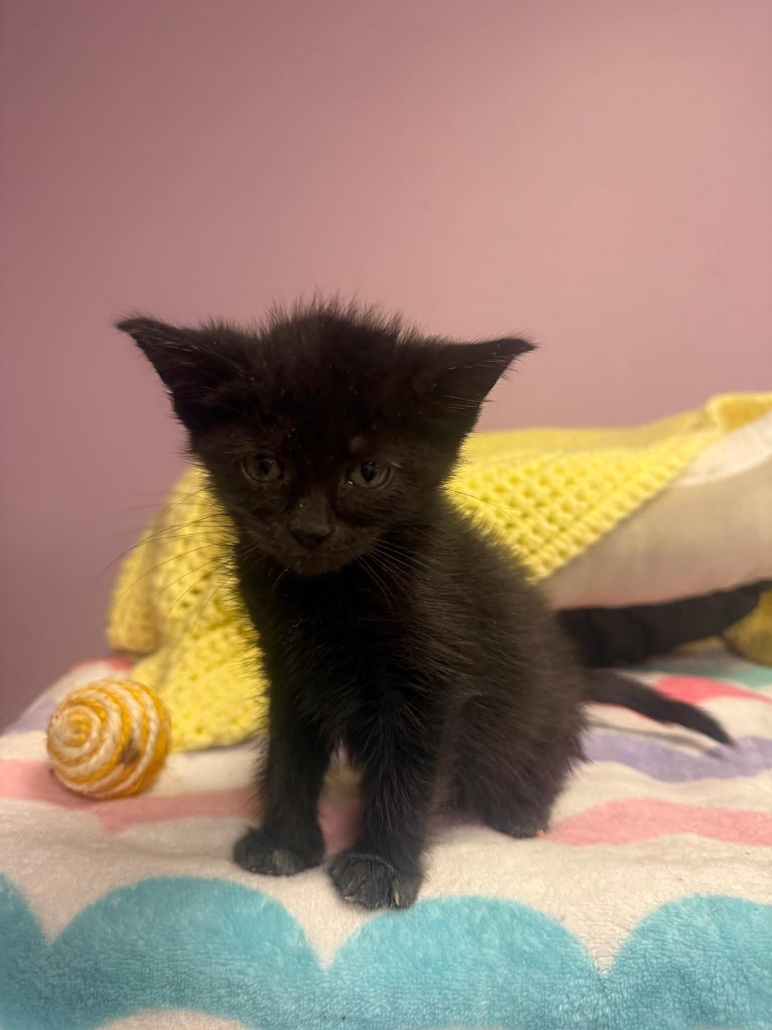 Fiona, ADOPTABLE, Young Female Domestic Short Hair.