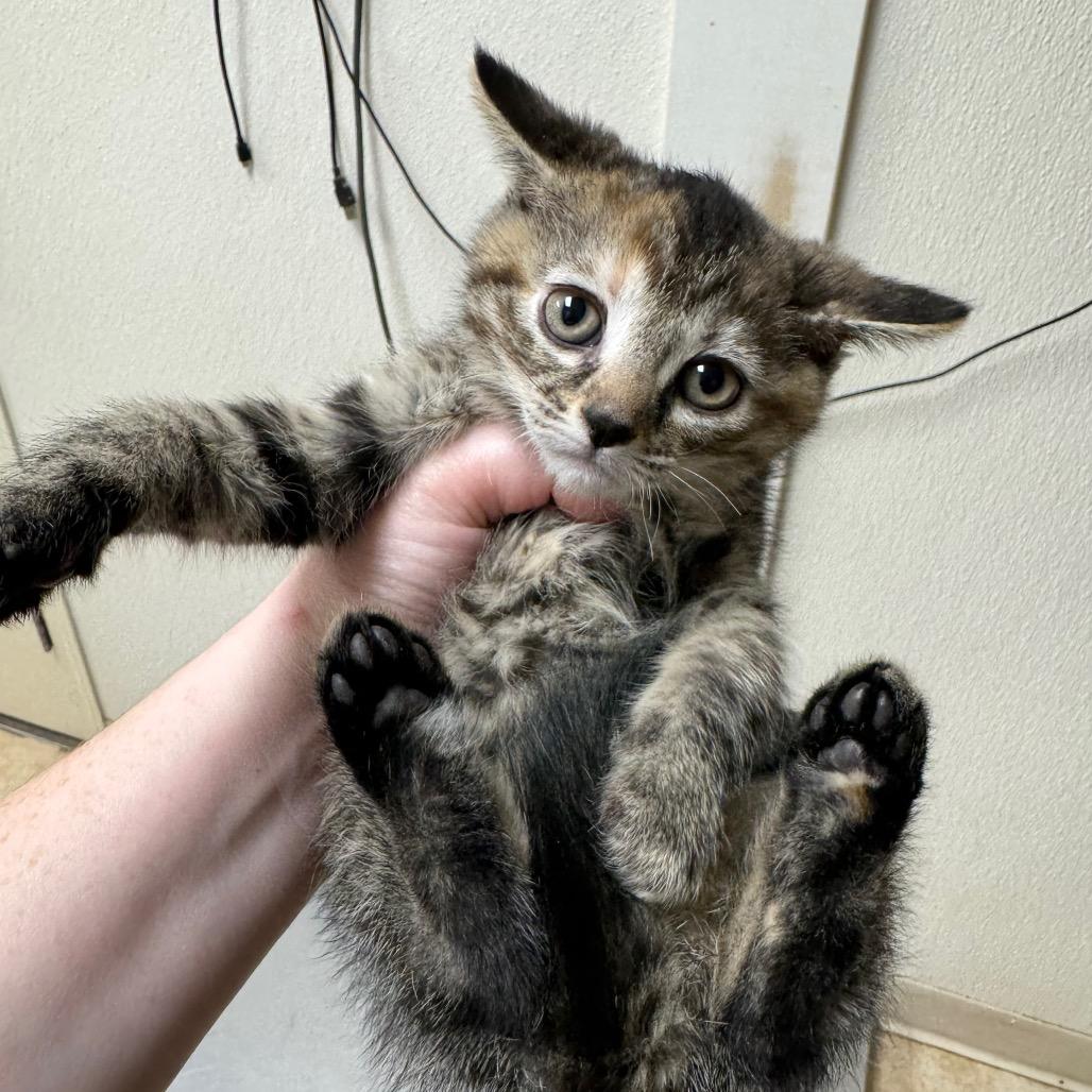 Enlarge Adopt, a Adoptable Domestic Short Hair in Pekin, IL image 1/1