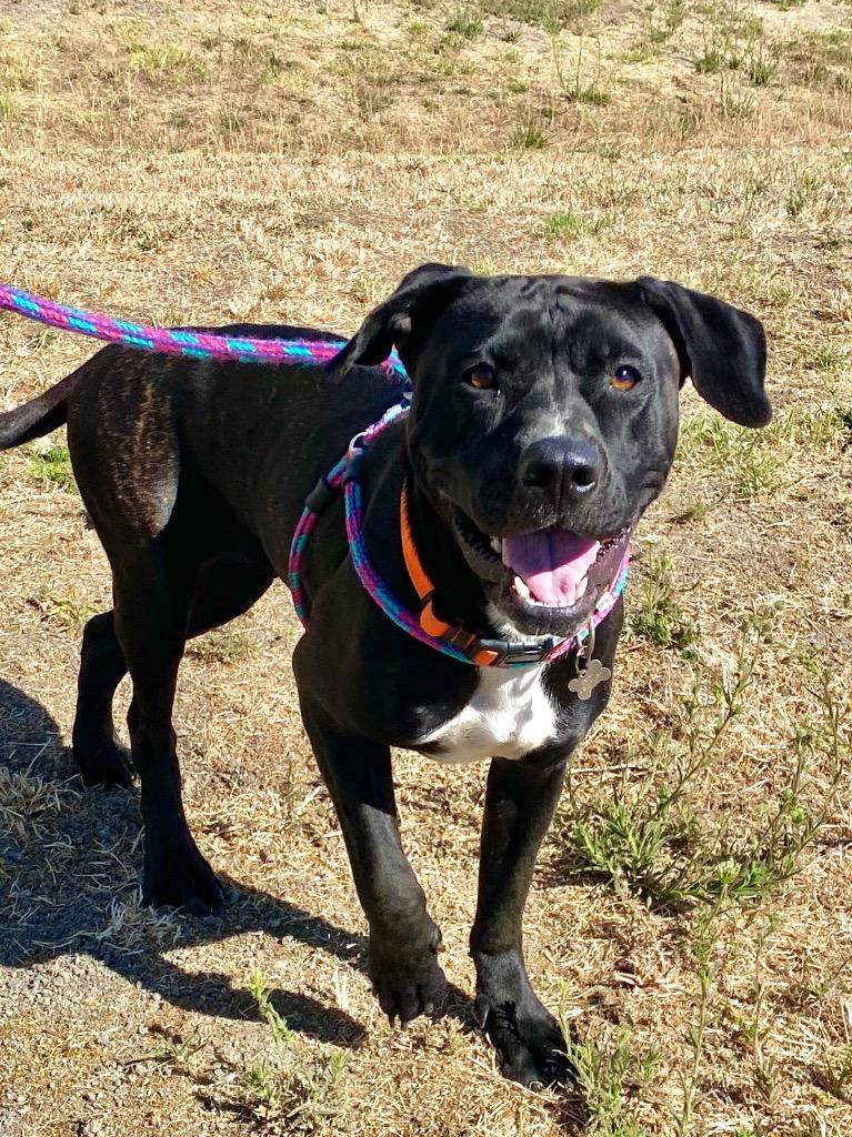 Enlarge Nova, a Adoptable Pit Bull Terrier in Grants Pass, OR image 1/5