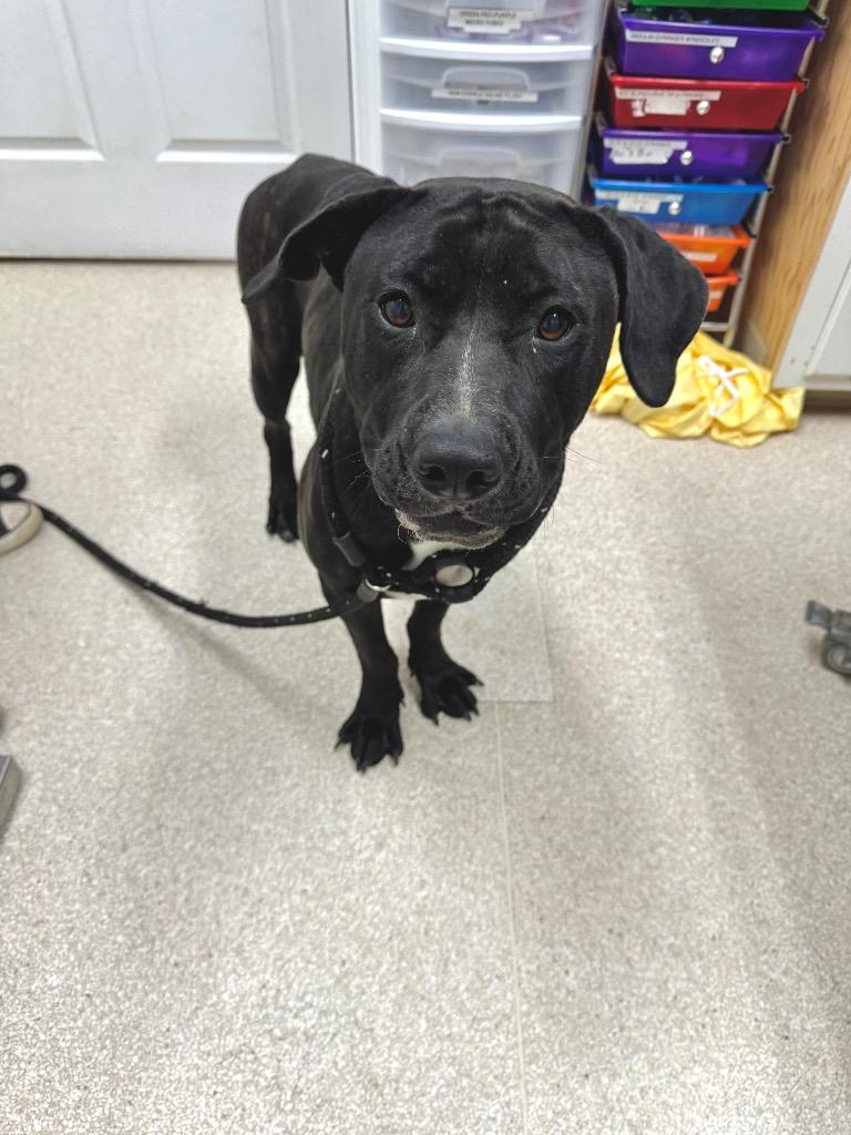 Nova, a Adoptable Pit Bull Terrier in Grants Pass, OR image 1/3