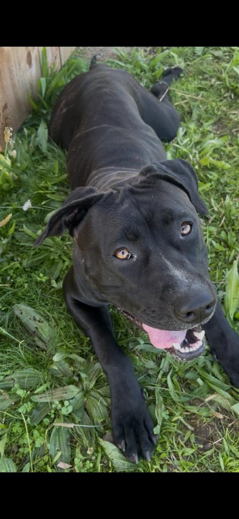 Enlarge Nova, a Adoptable Pit Bull Terrier in Grants Pass, OR image 3/6