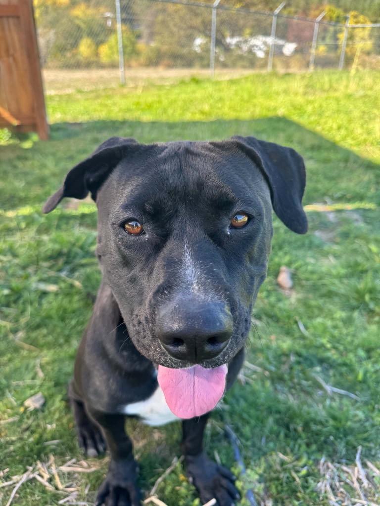 Enlarge Nova, a Adoptable Pit Bull Terrier in Grants Pass, OR image 3/6