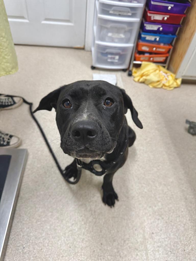 Nova, a Adoptable Pit Bull Terrier in Grants Pass, OR image 2/3