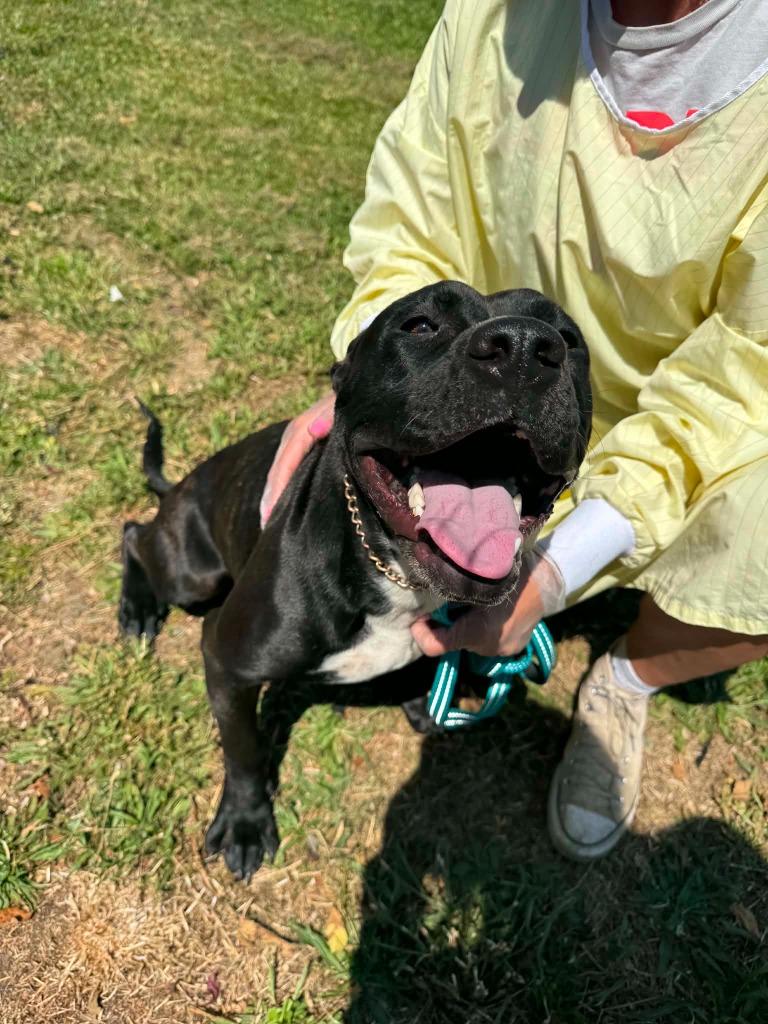 Nova, a Adoptable Pit Bull Terrier in Grants Pass, OR image 3/3