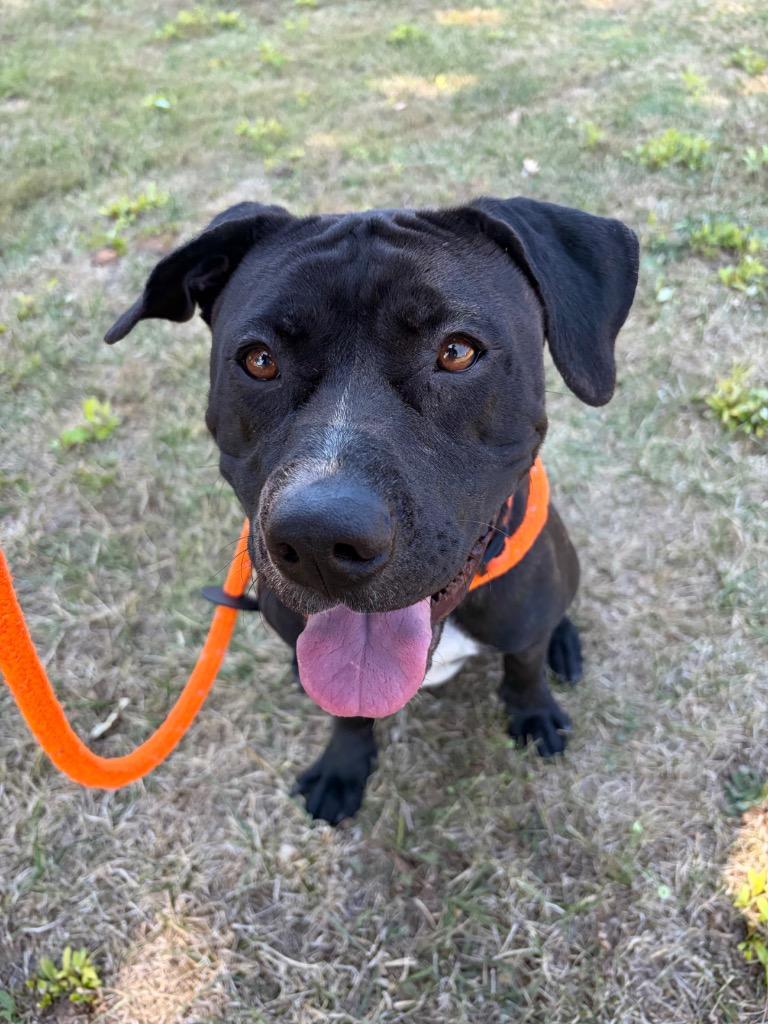 Enlarge Nova, a Adoptable Pit Bull Terrier in Grants Pass, OR image 5/5