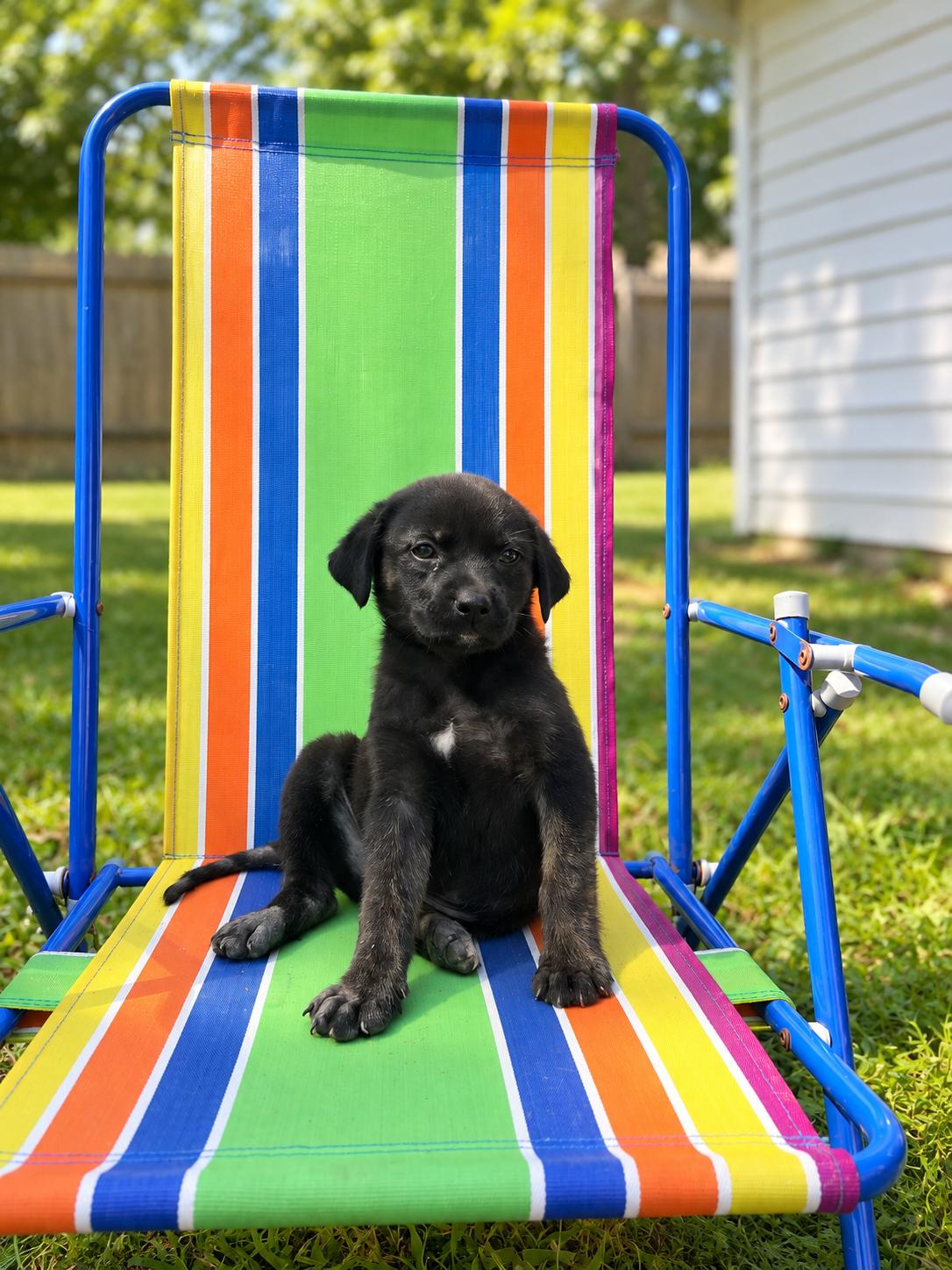 Enlarge Alley Karate, a Adoptable mixed breed in Woburn, MA image 2/4