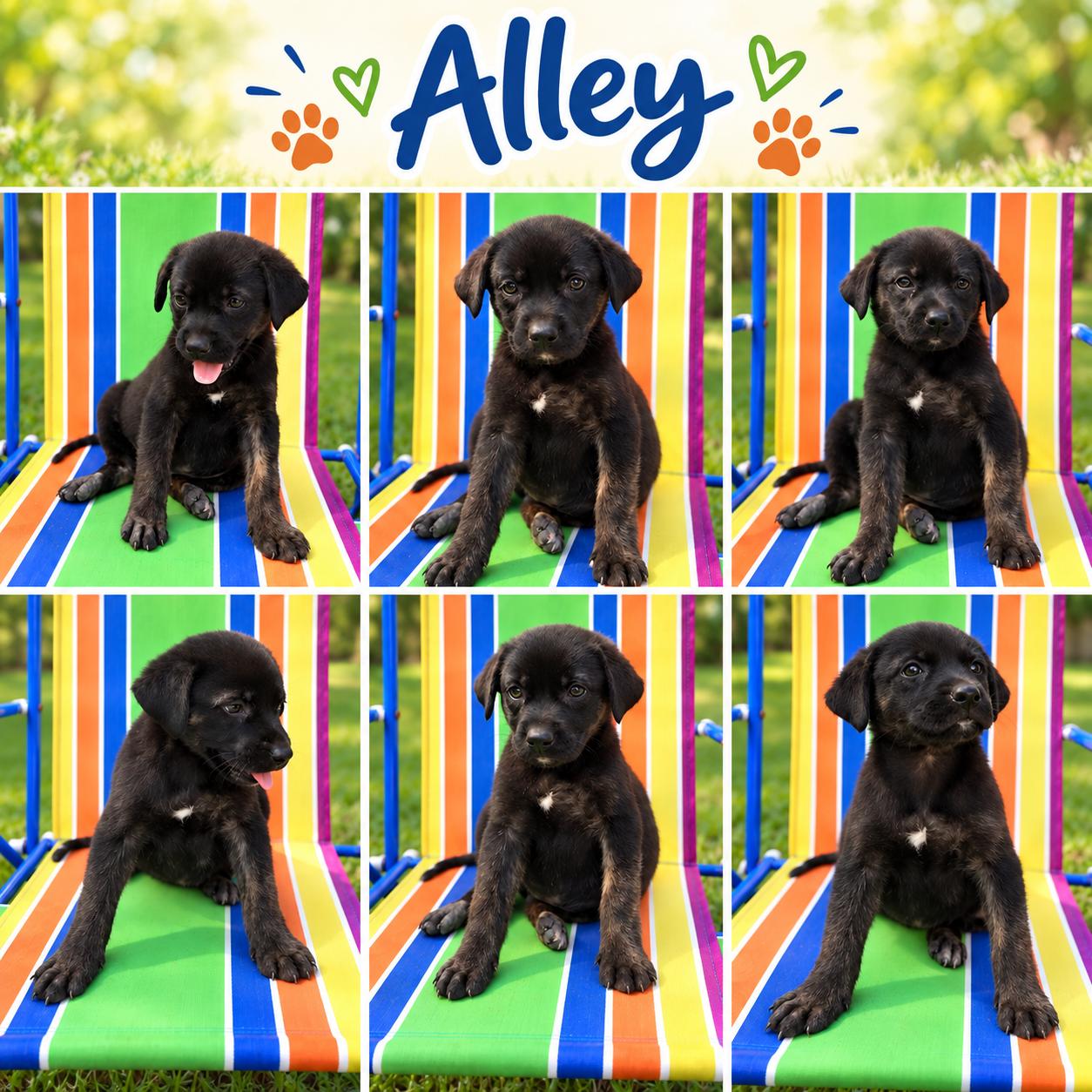 Enlarge Alley Karate, a Adoptable mixed breed in Woburn, MA image 4/4