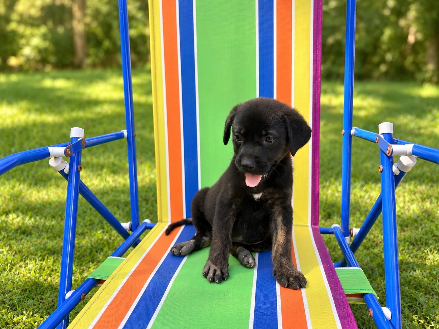 Enlarge Alley Karate, a Adoptable mixed breed in Woburn, MA image 3/4