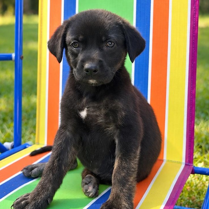 Enlarge Alley Karate, a Adoptable mixed breed in Woburn, MA image 1/4