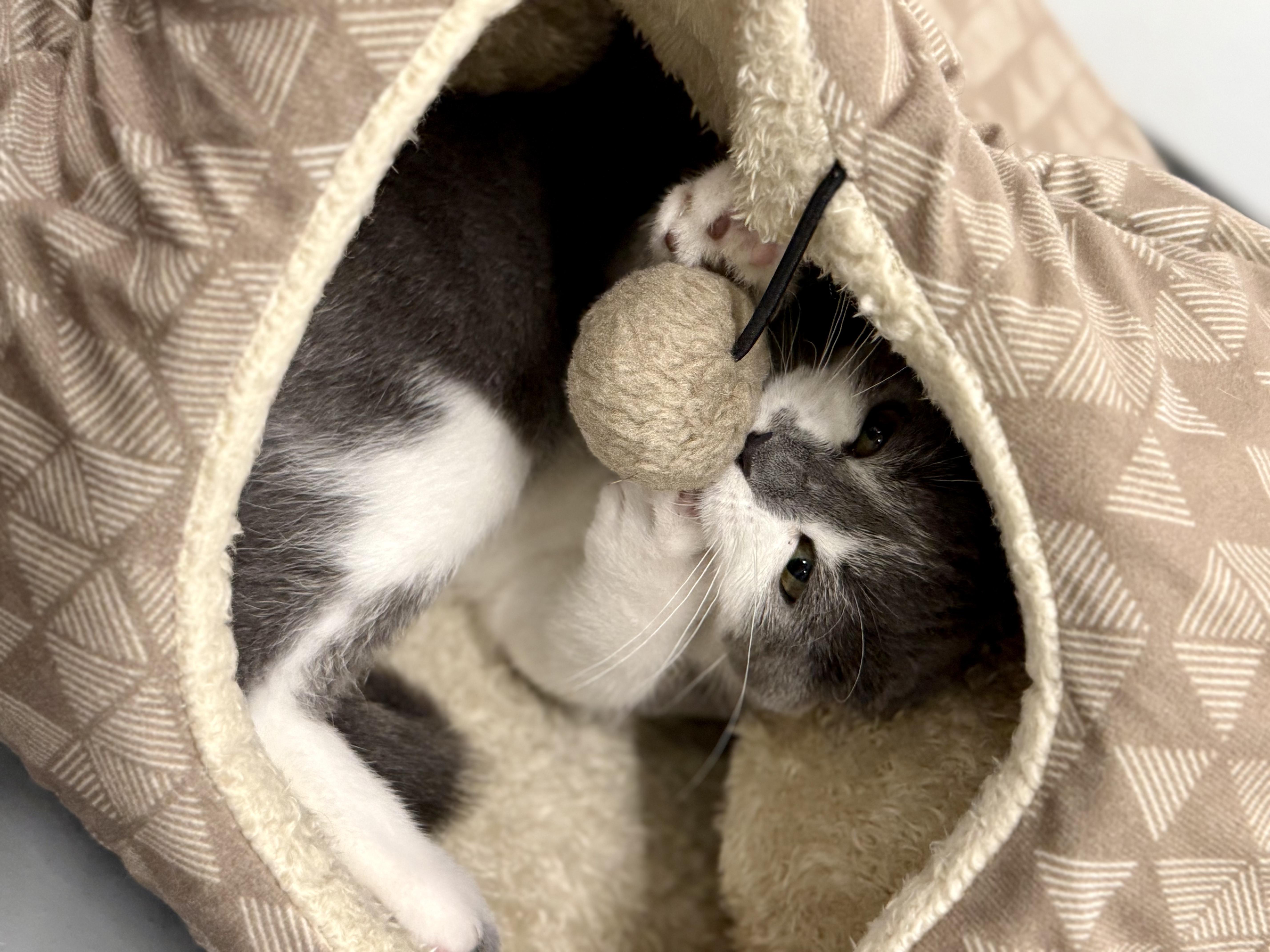 Hibiscus, an adoptable Domestic Short Hair in Kalamazoo, MI image 5/6