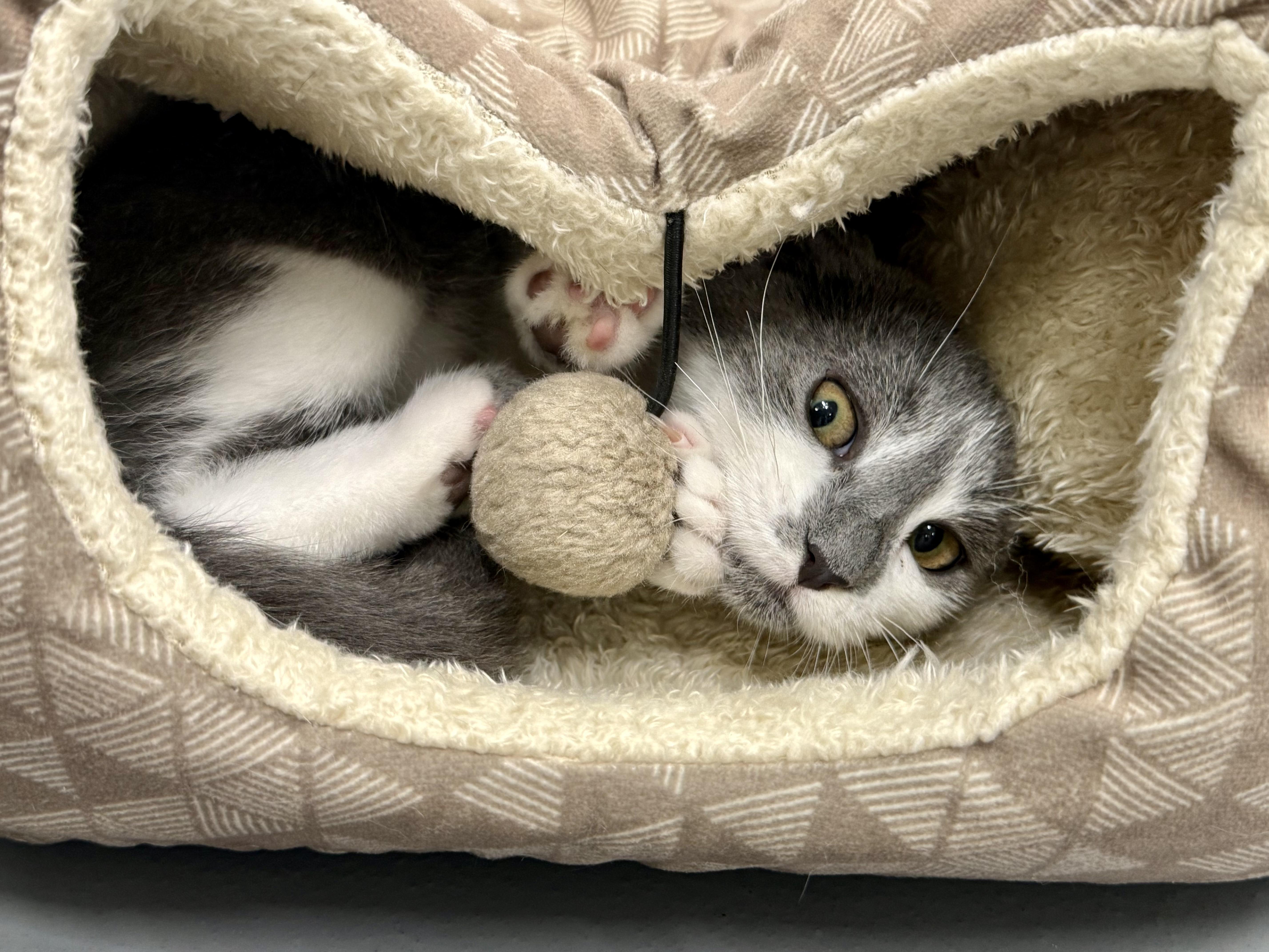 Hibiscus, an adoptable Domestic Short Hair in Kalamazoo, MI image 4/6