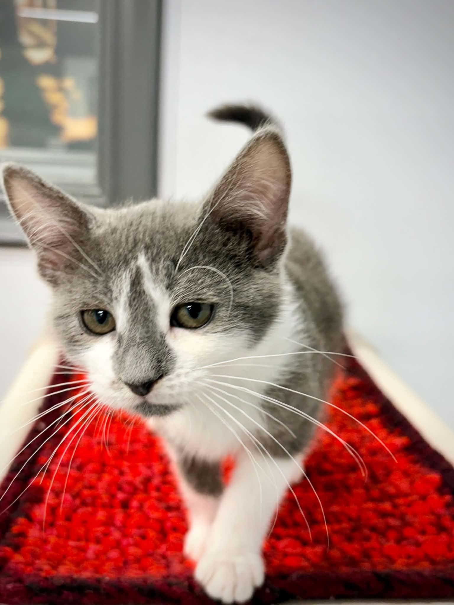 Enlarge Hibiscus, an adoptable Domestic Short Hair in Kalamazoo, MI image 1/1