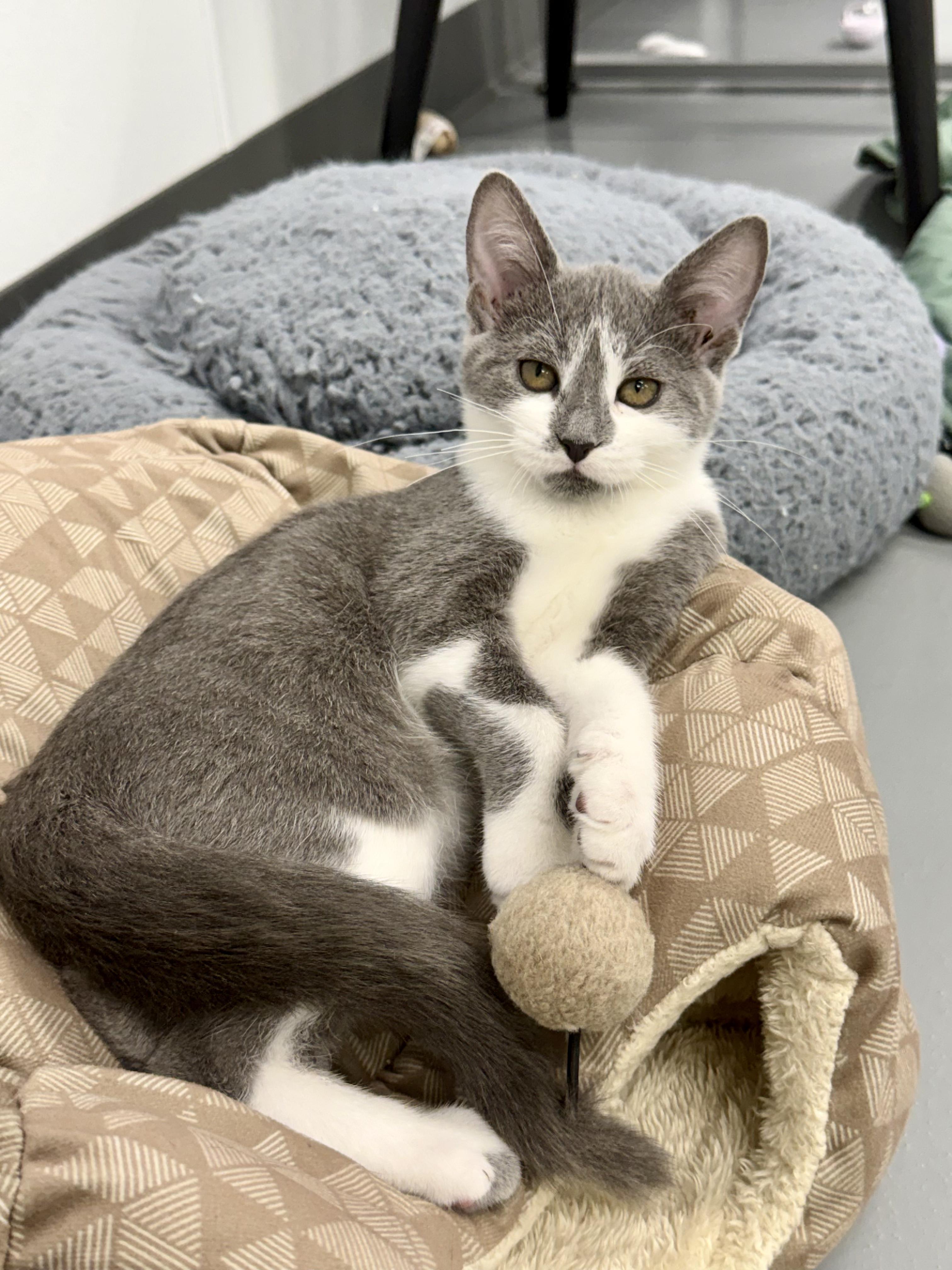 Hibiscus, an adoptable Domestic Short Hair in Kalamazoo, MI image 1/6