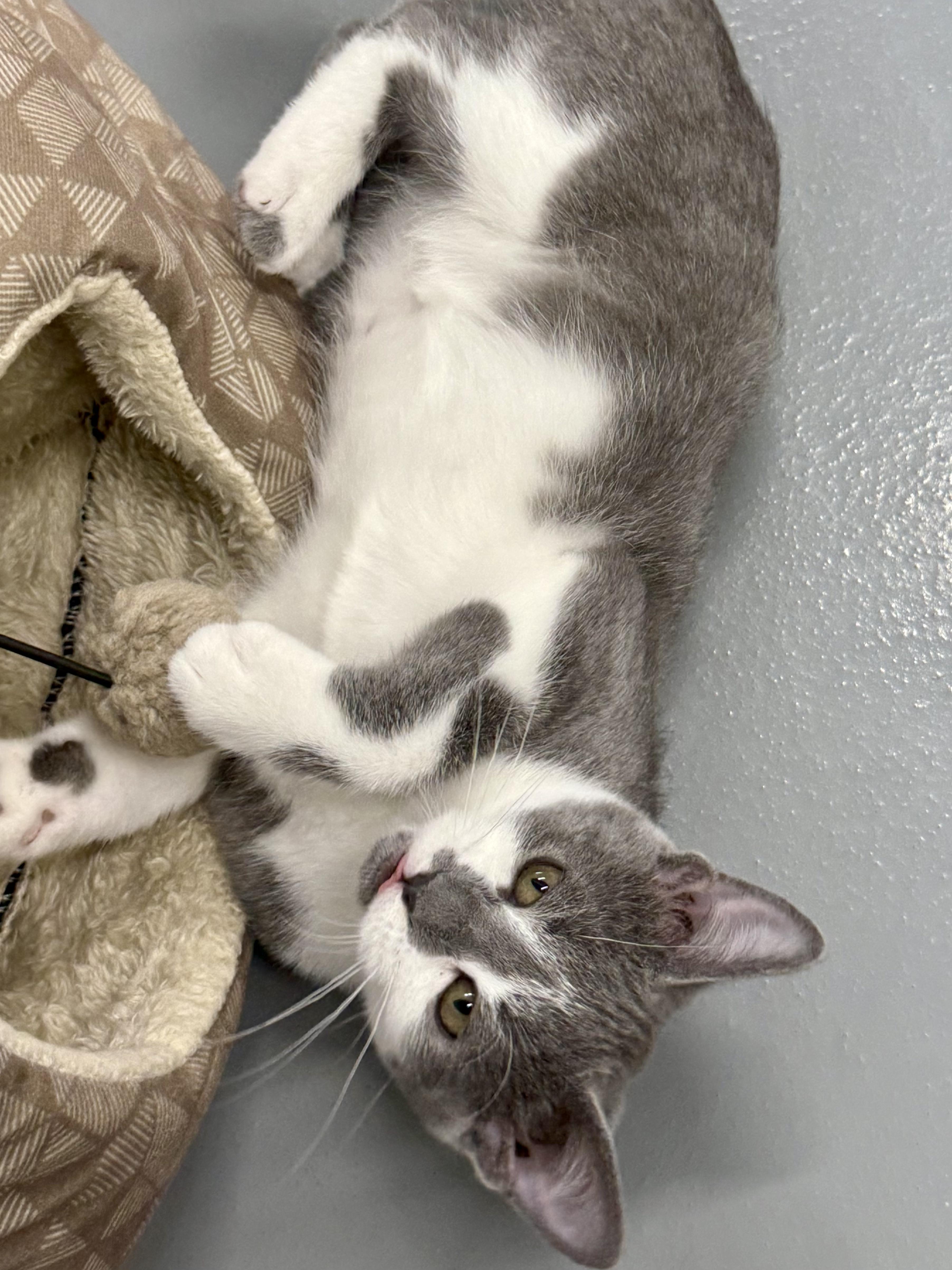 Hibiscus, an adoptable Domestic Short Hair in Kalamazoo, MI image 3/6