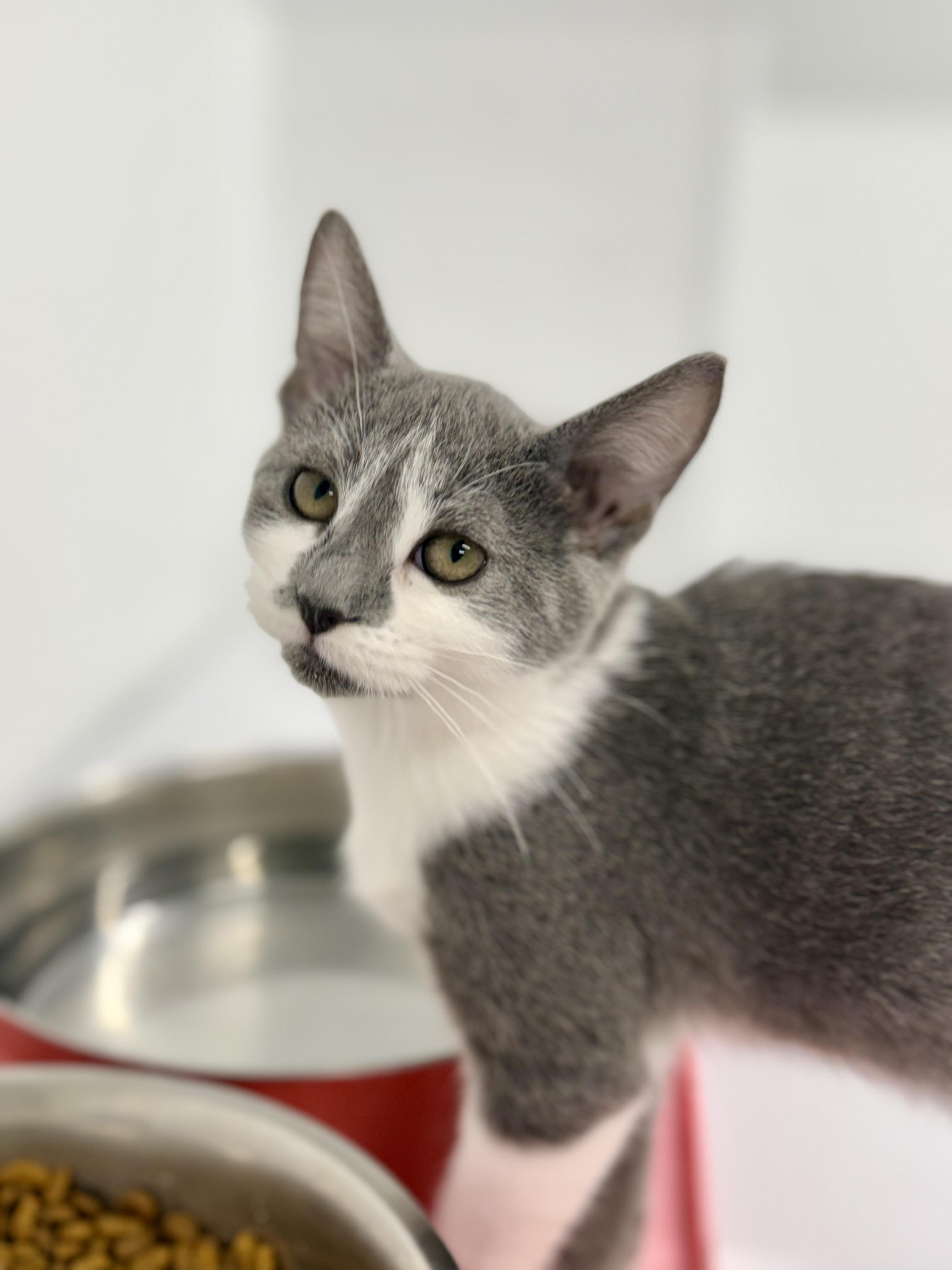 Hibiscus, an adoptable Domestic Short Hair in Kalamazoo, MI image 2/6