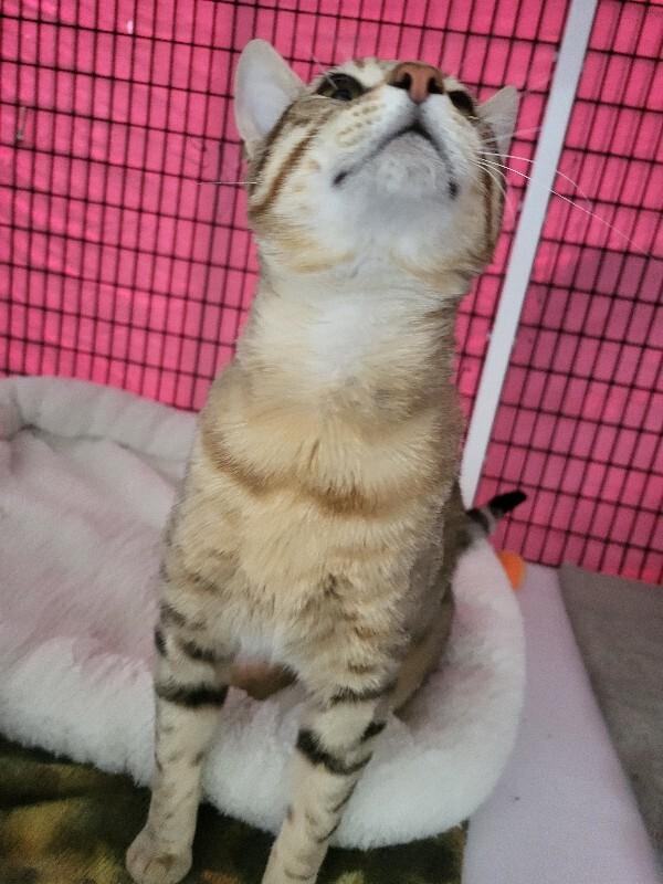 Otto, Adoptable, Adult Male Bengal & Domestic Short Hair.