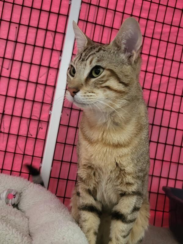 Enlarge Otto, a Adoptable mixed breed in Diamond Springs, CA image 2/3
