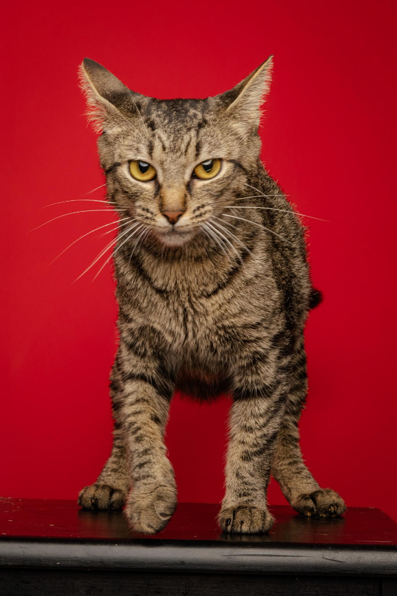 Enlarge Dahlia, a Adoptable Domestic Short Hair in Jackson, GA image 1/1