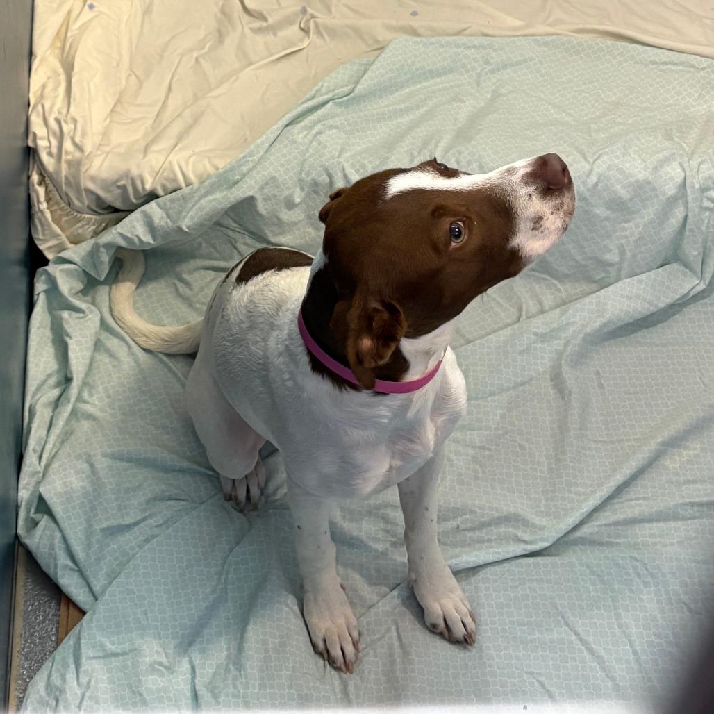 Enlarge CT Judith, a Adoptable mixed breed in Eastford, CT image 1/6