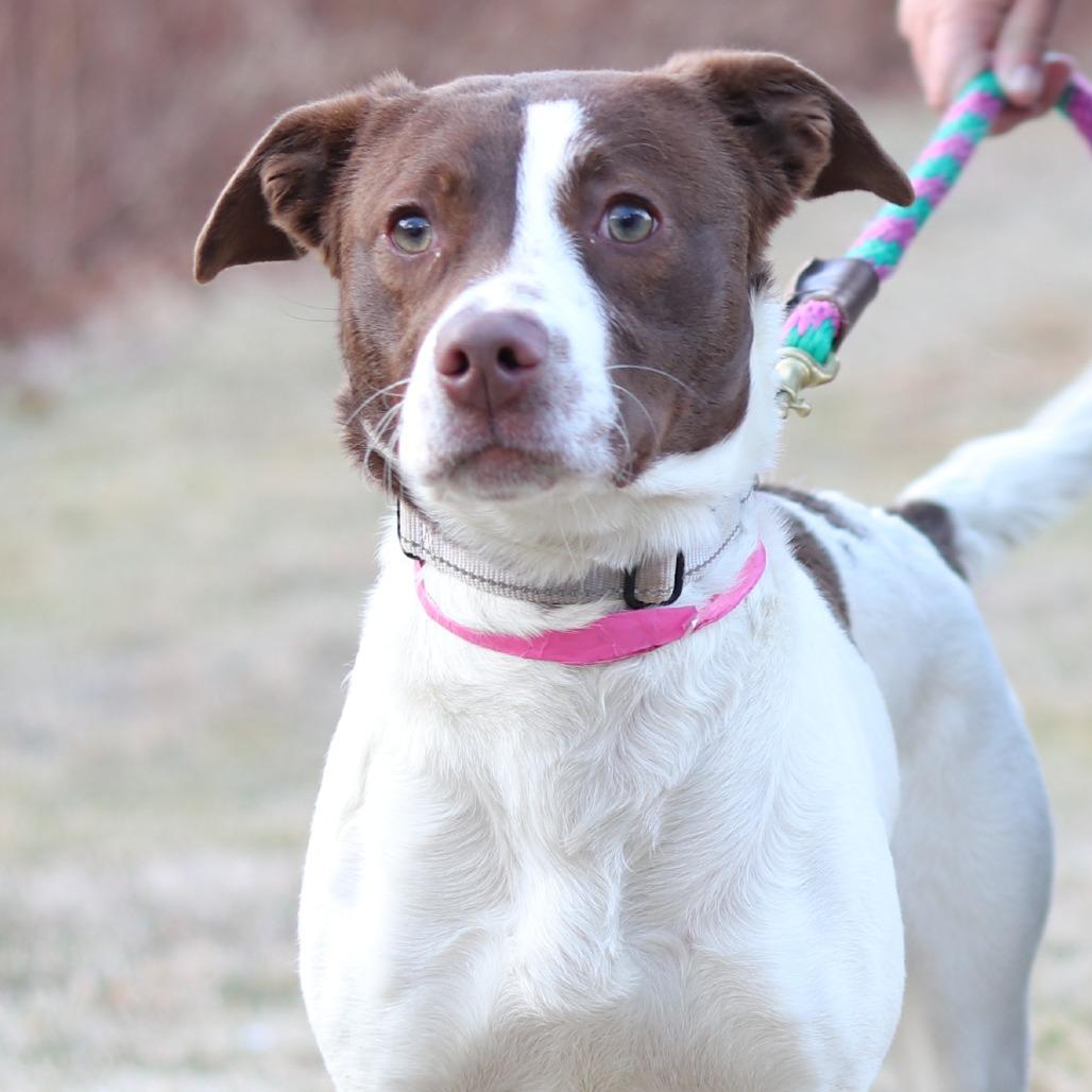 Enlarge CT Judith, a Adoptable mixed breed in Eastford, CT image 4/6