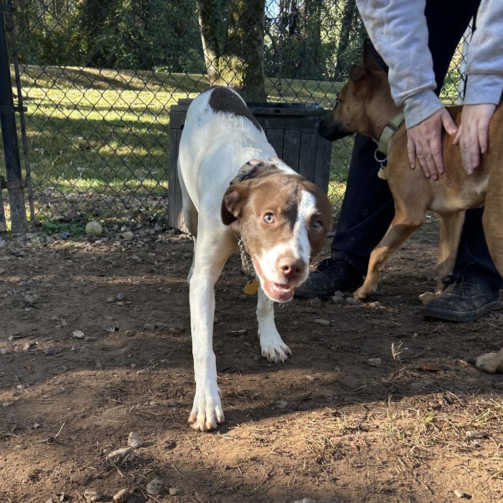 Enlarge CT Judith, a Adoptable mixed breed in Eastford, CT image 6/6
