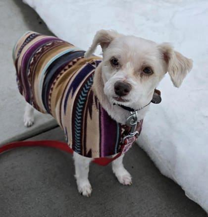 Enlarge Rogi, a Adoptable mixed breed in Malvern, PA image 1/3