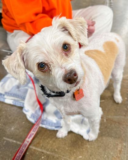 Enlarge Rogi, a Adoptable mixed breed in Malvern, PA image 3/3