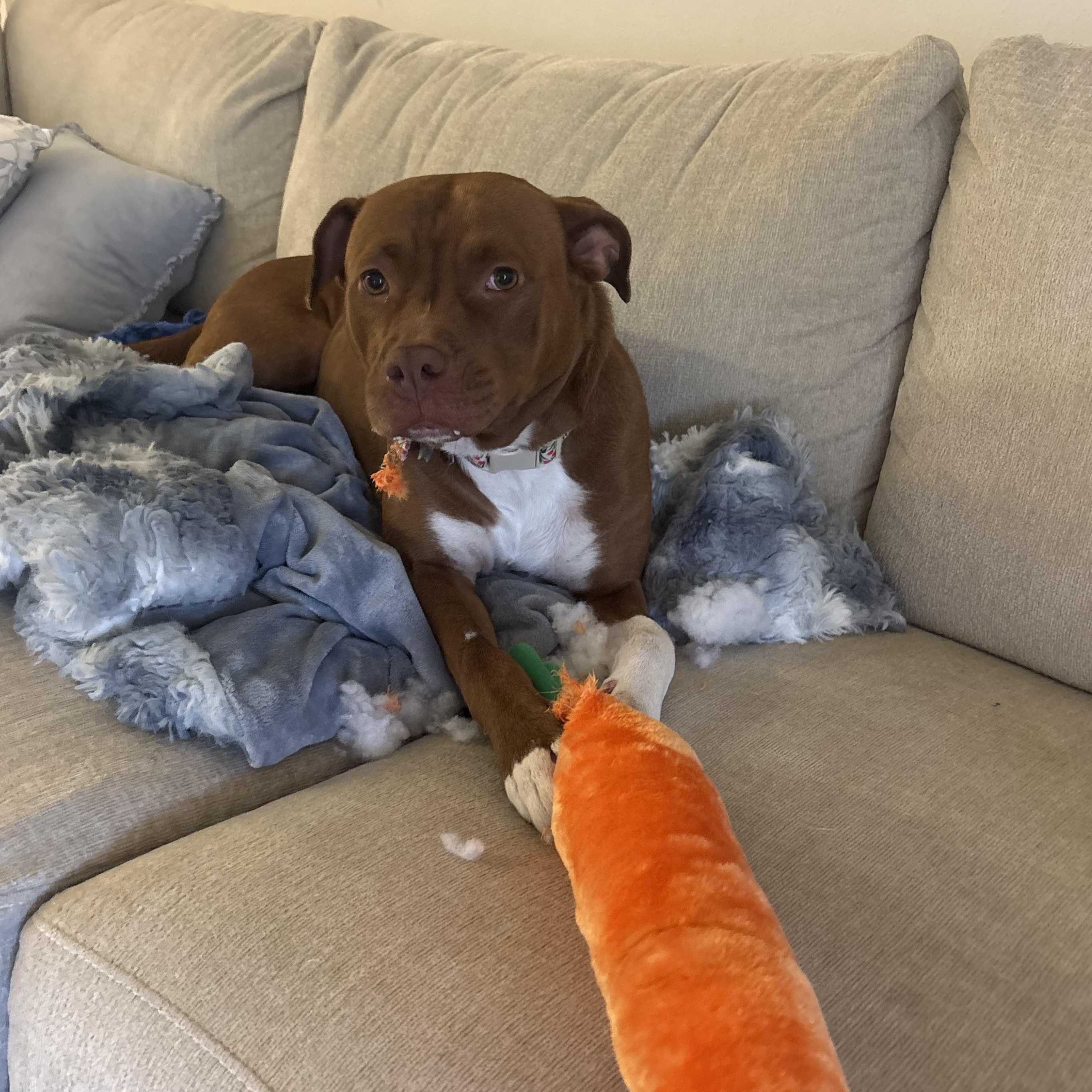 Enlarge Rosie Roo | Courtesy post, a ADOPTABLE mixed breed in Chesapeake, VA image 6/6