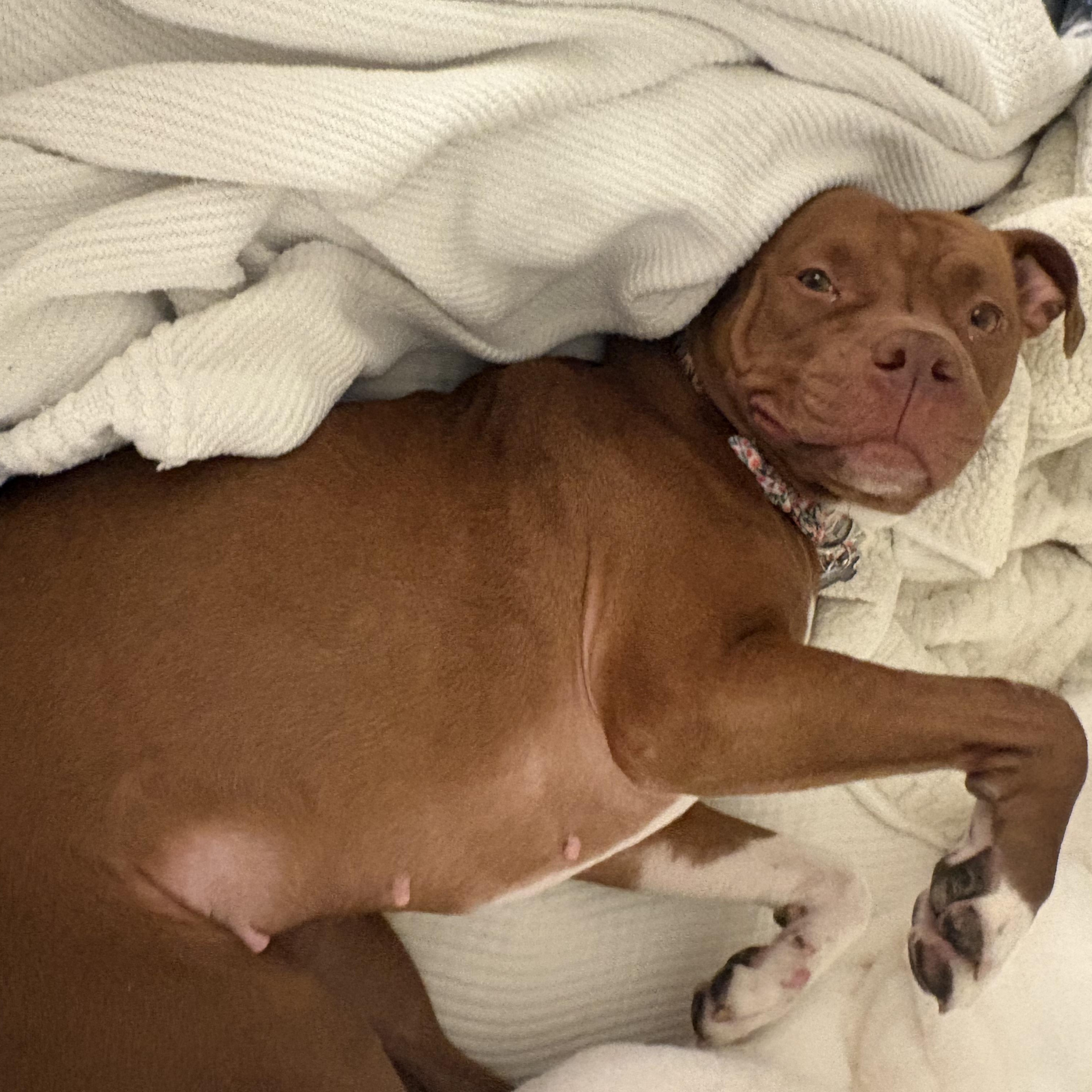 Enlarge Rosie Roo | Courtesy post, a ADOPTABLE mixed breed in Chesapeake, VA image 2/6